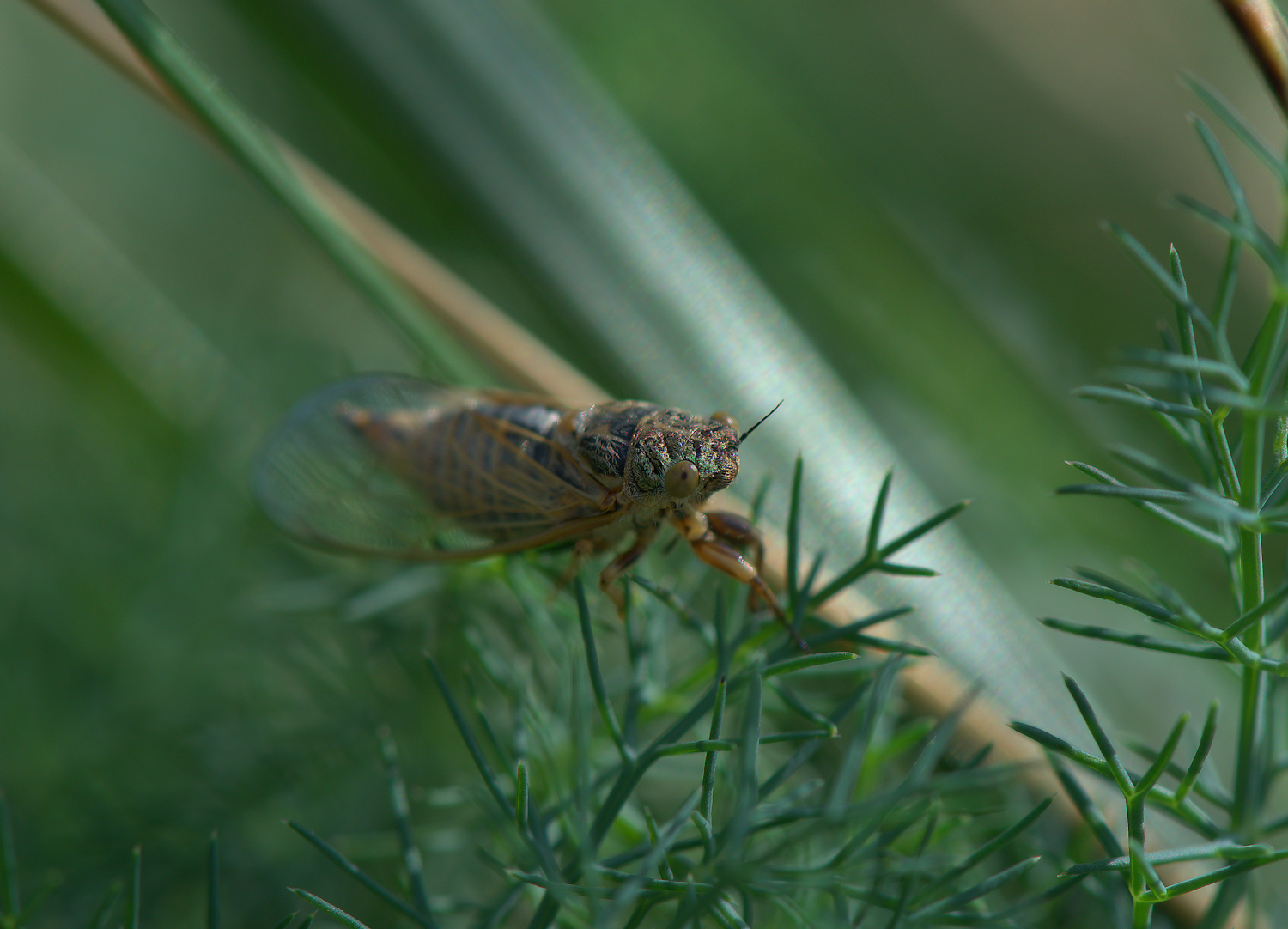 Cicada