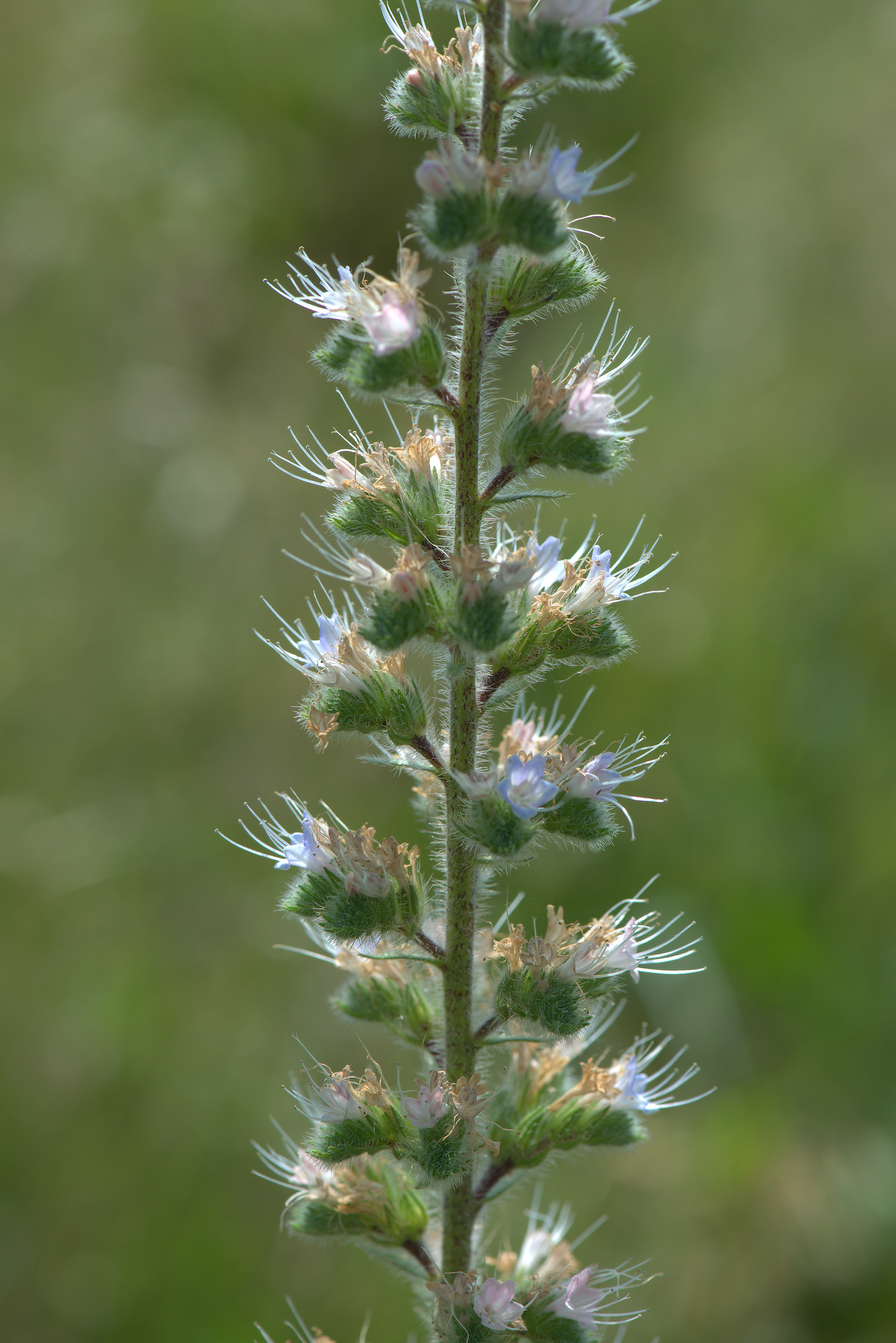 Echium italicum