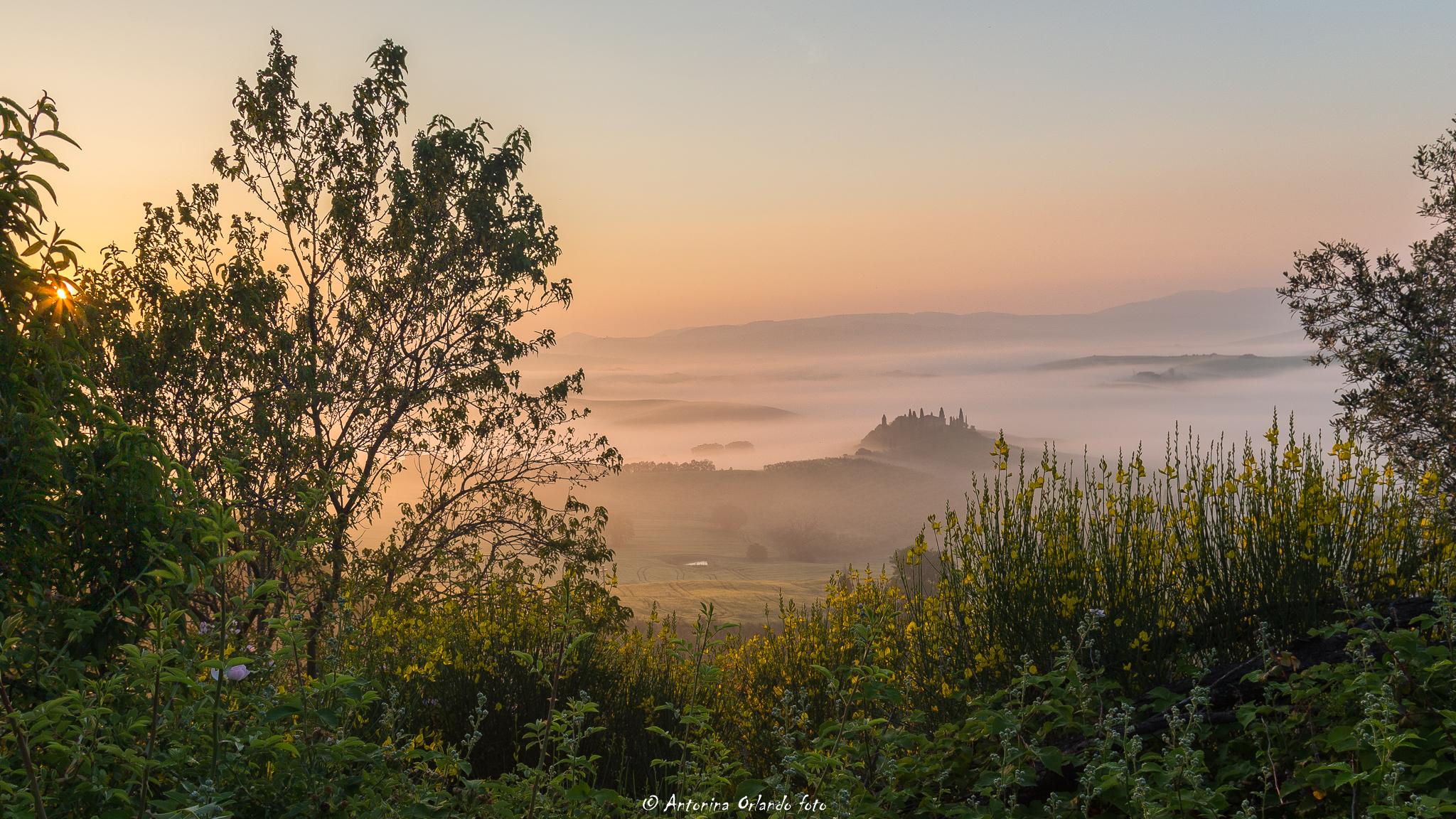 Alba ,nebbie , ginestre .Al podere Belvedere
