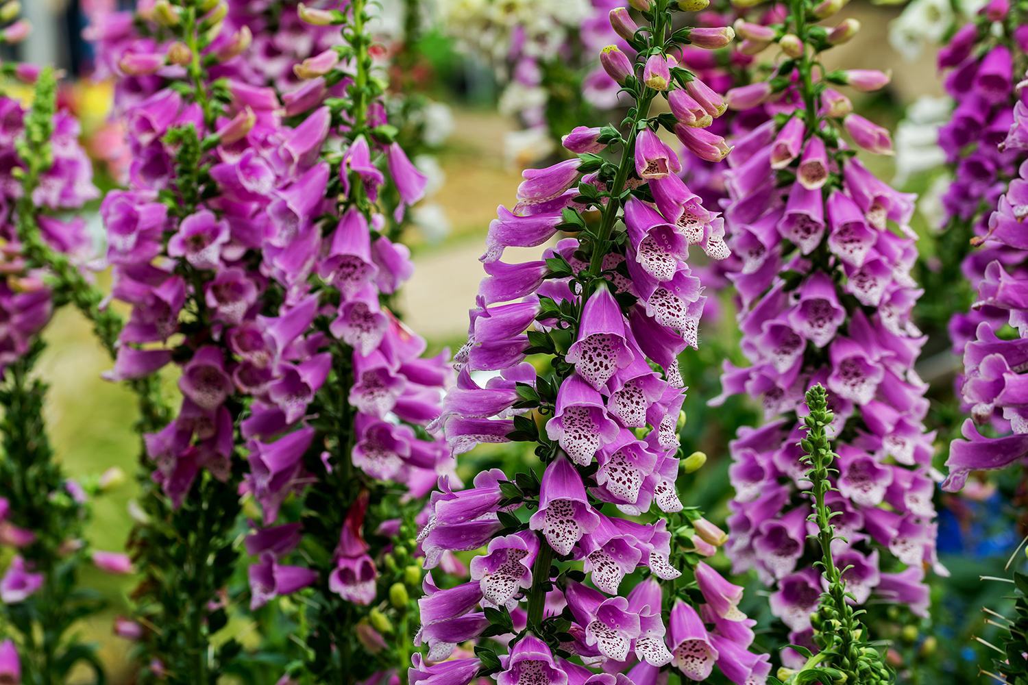 Digitalis purpurea
