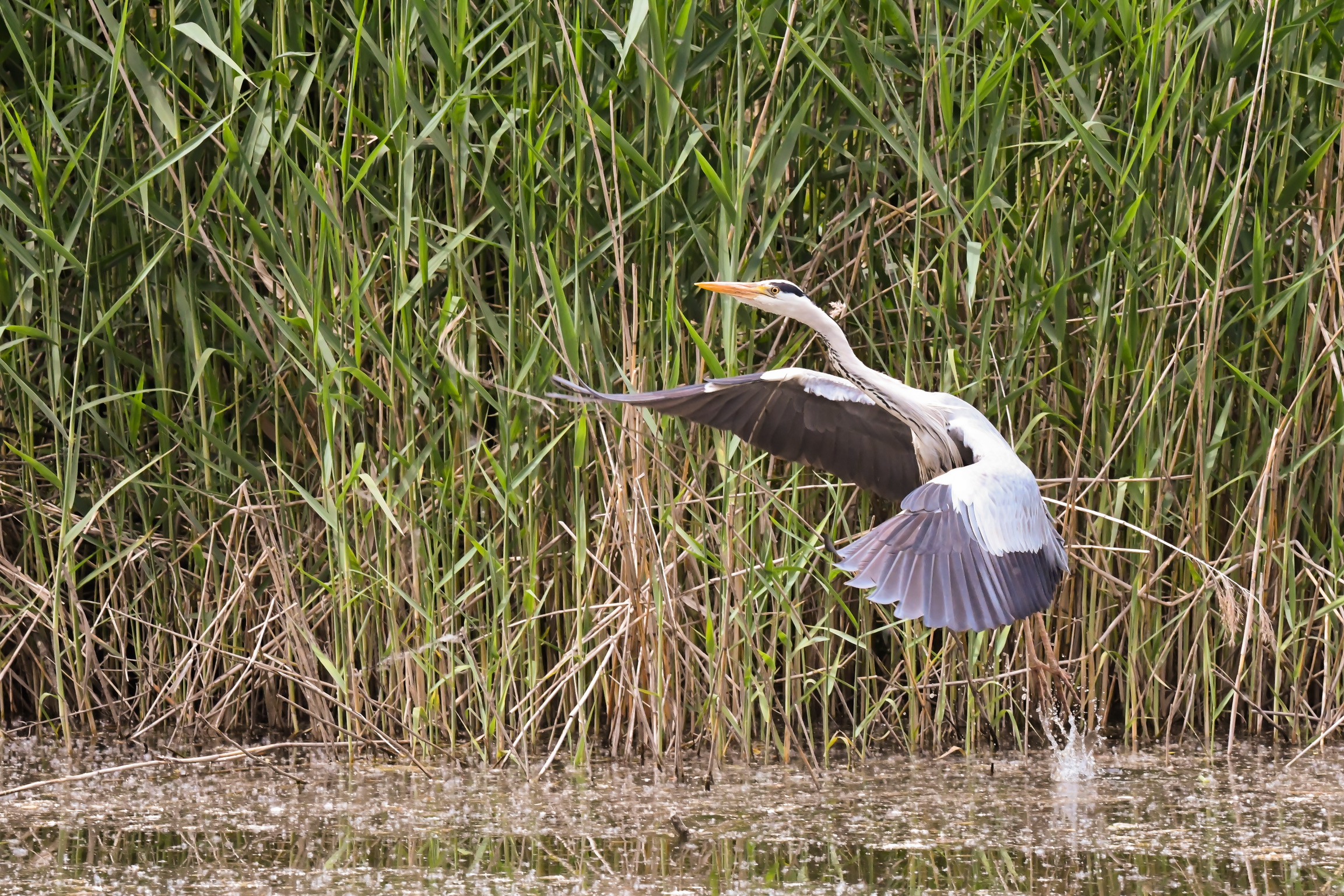 Grey Heron