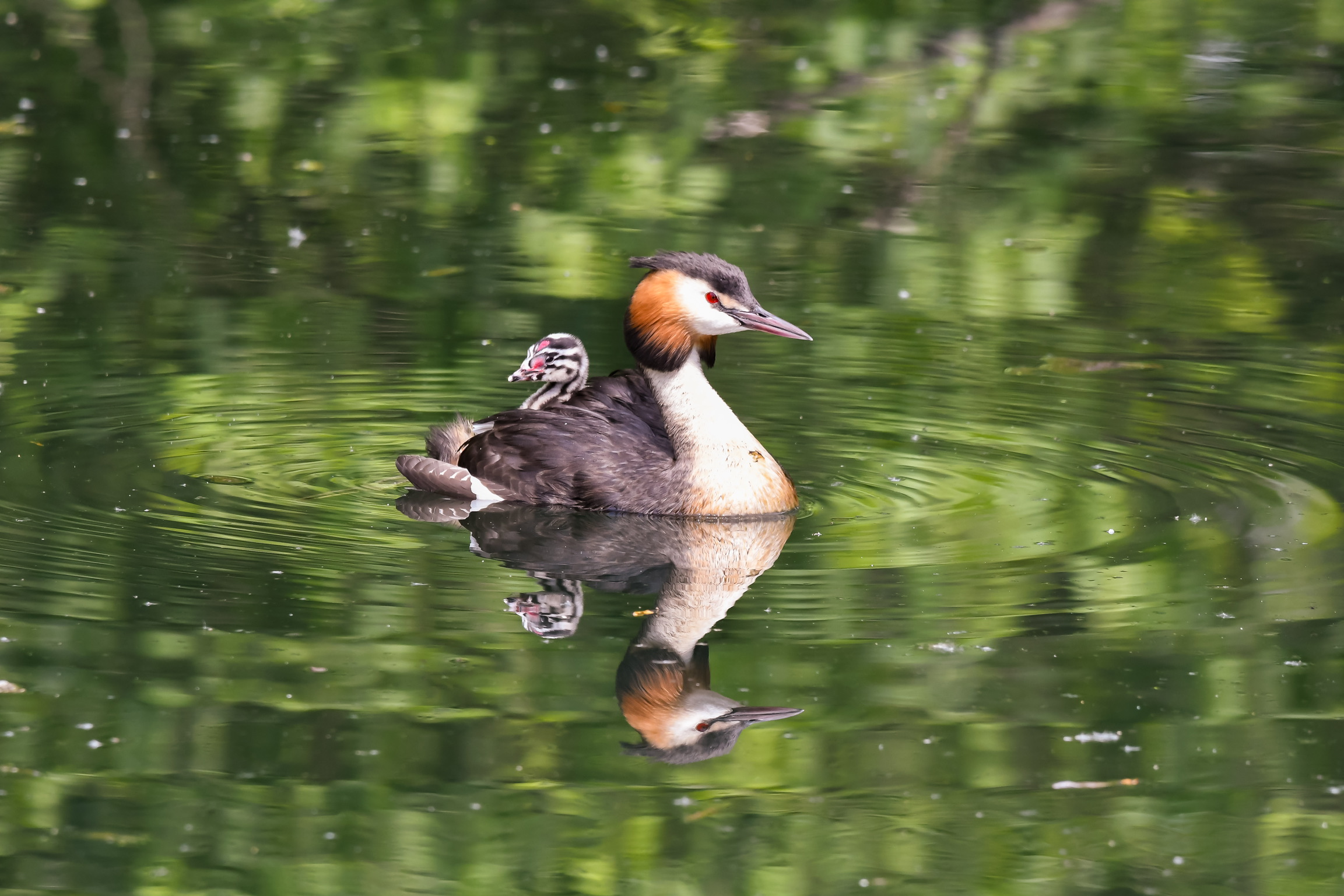 Major grebe with her little on the back