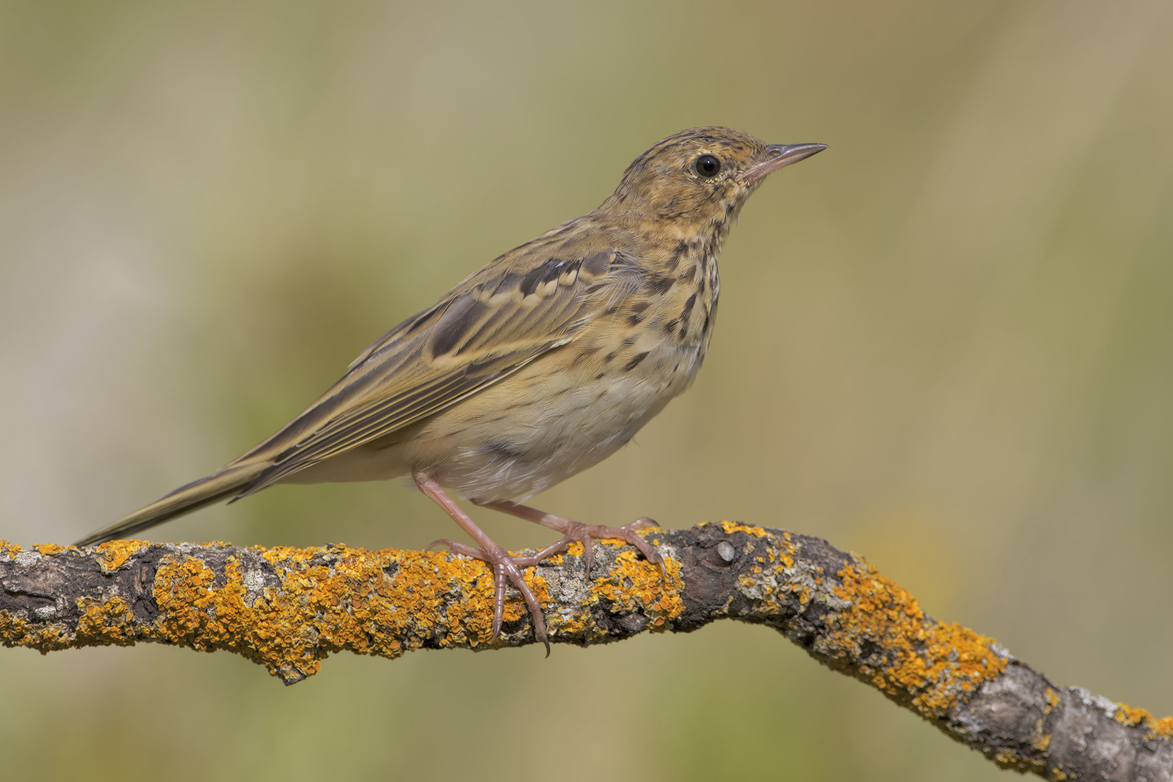 Pipit