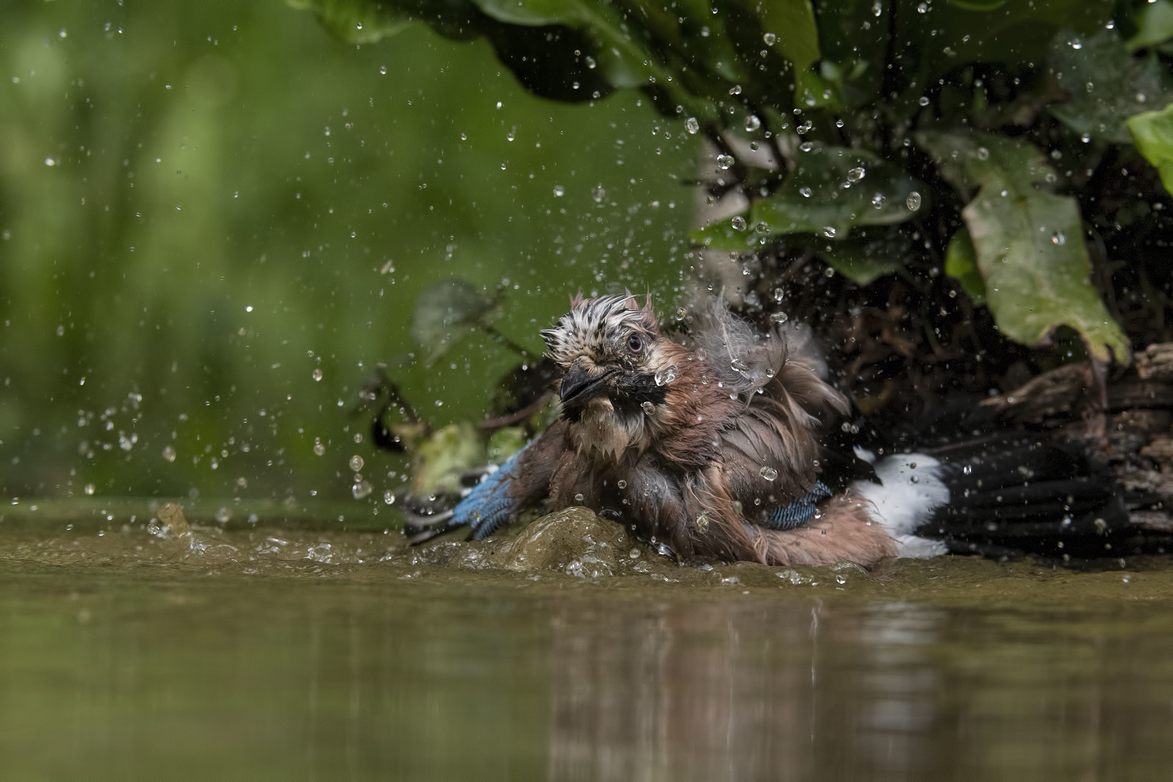 Il bagno della ghiandaia