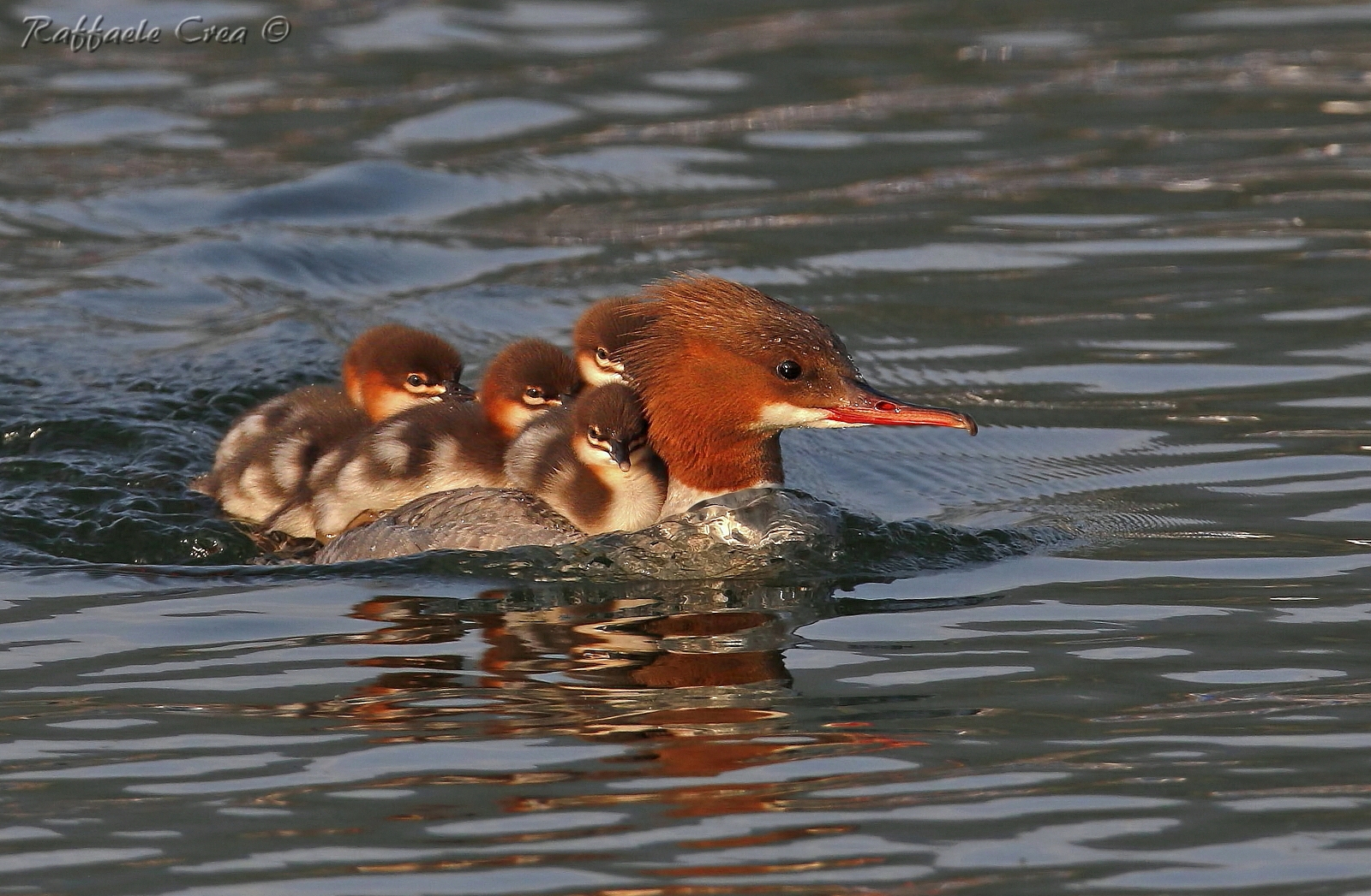 Merganser with Pulli at sunset