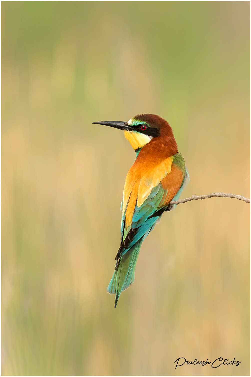 European bee-eater