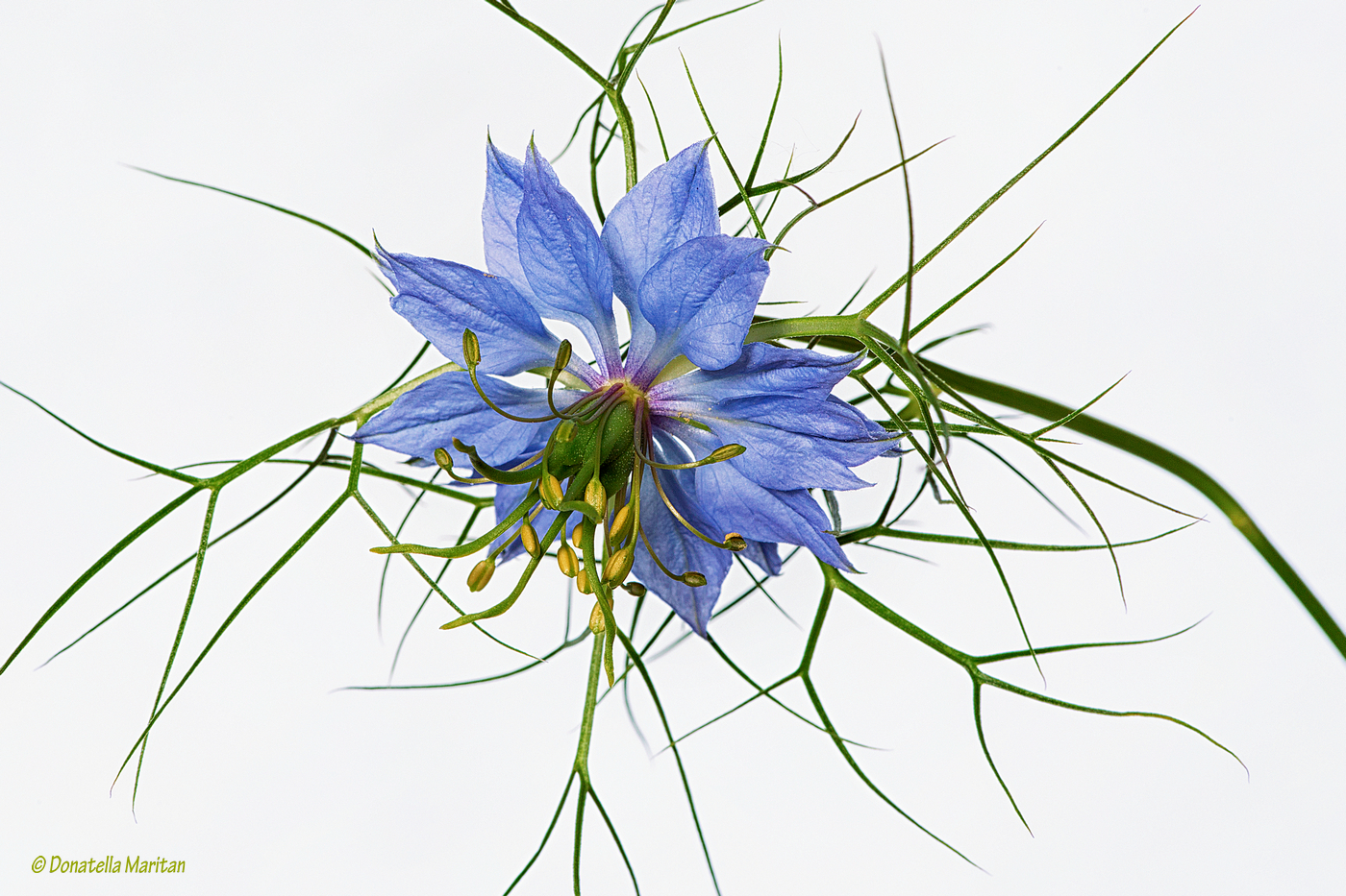 Nigella