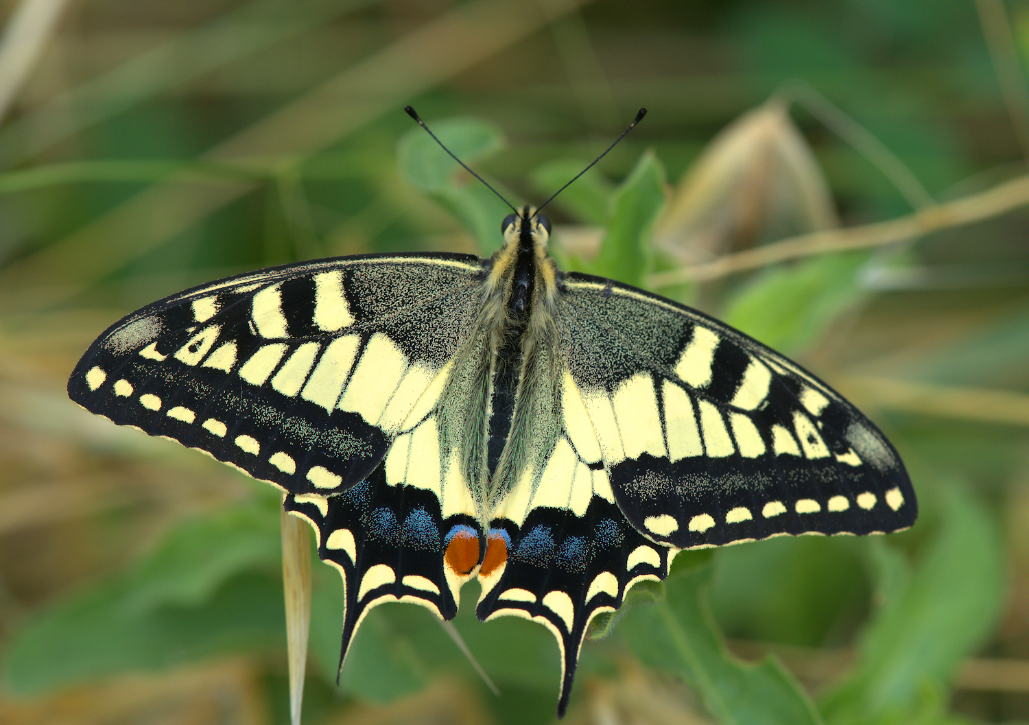 Swallowtail
