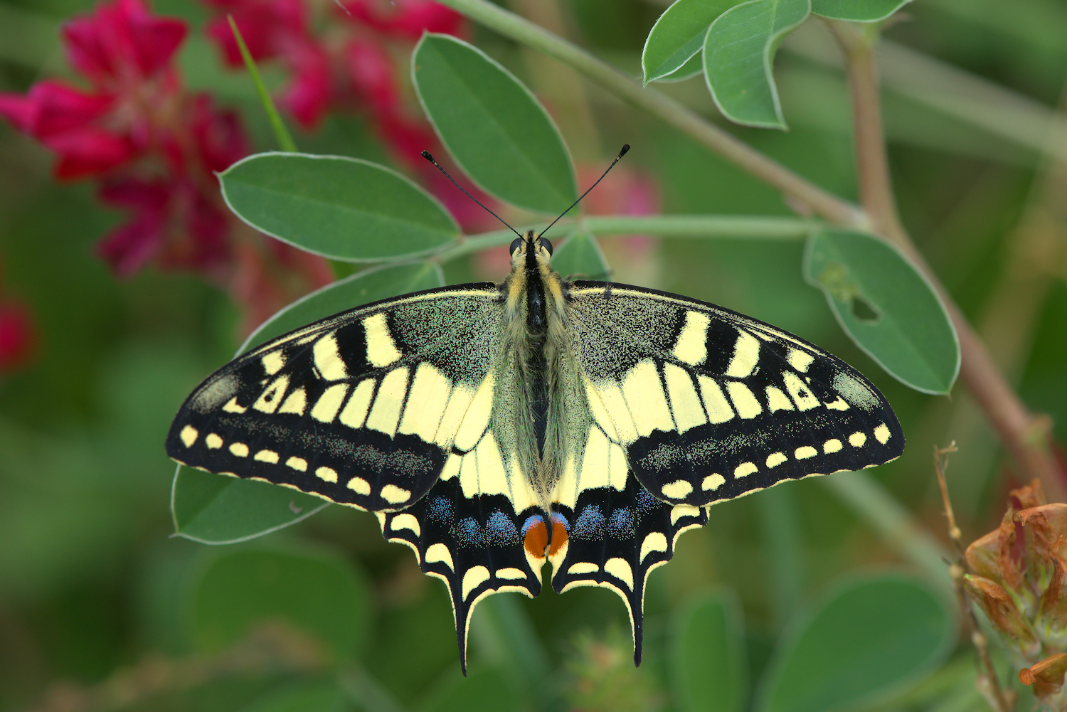Swallowtail