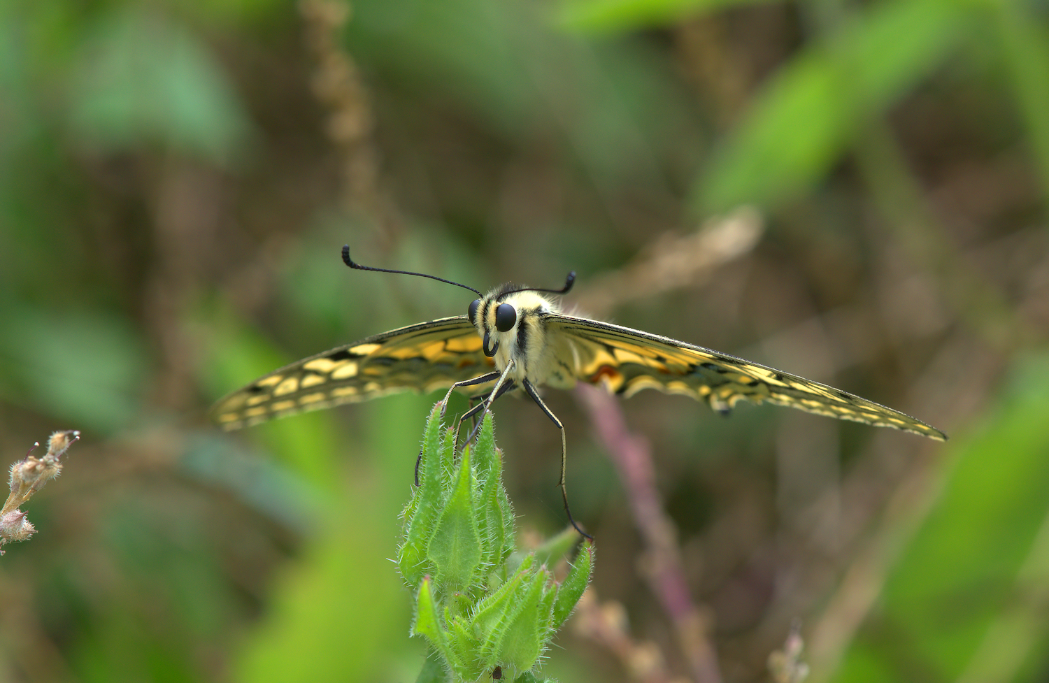 Swallowtail