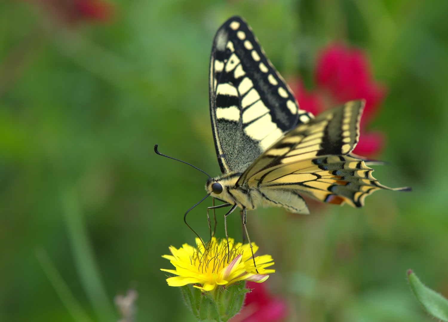 Swallowtail