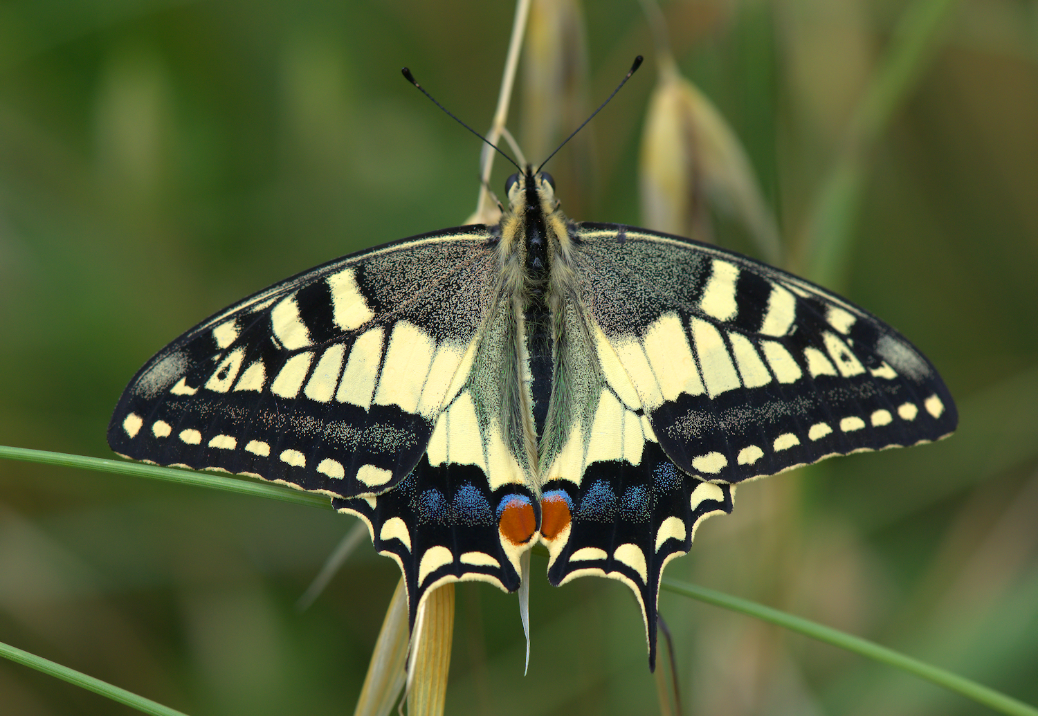 Swallowtail
