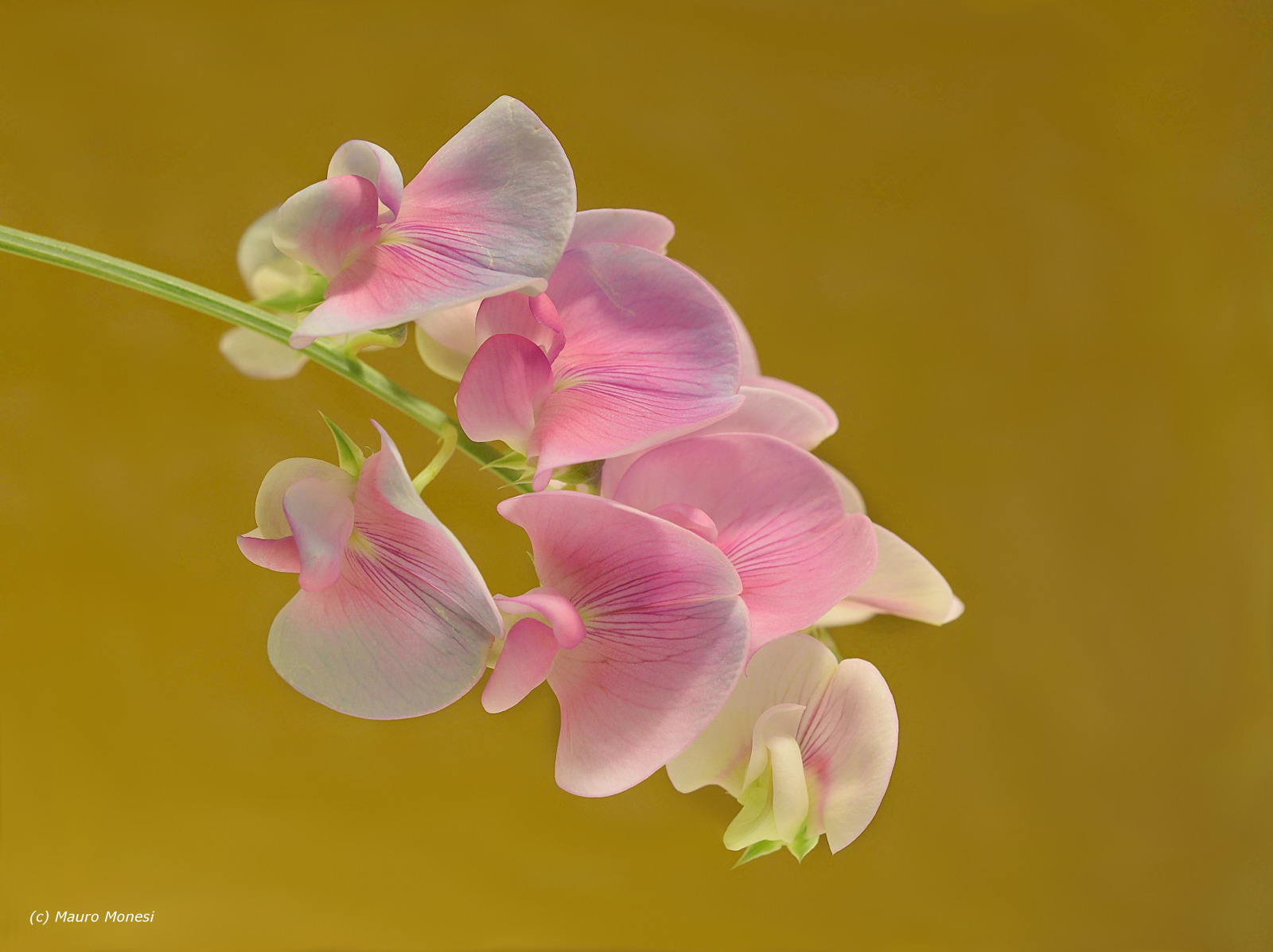 Semplicità evanescente