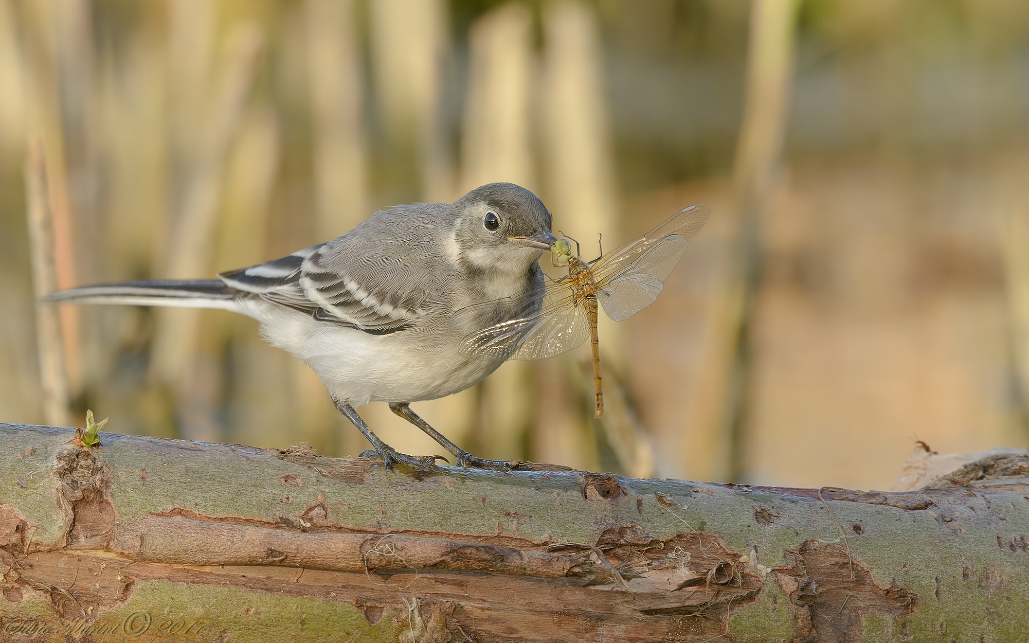 White ballerina with Prey