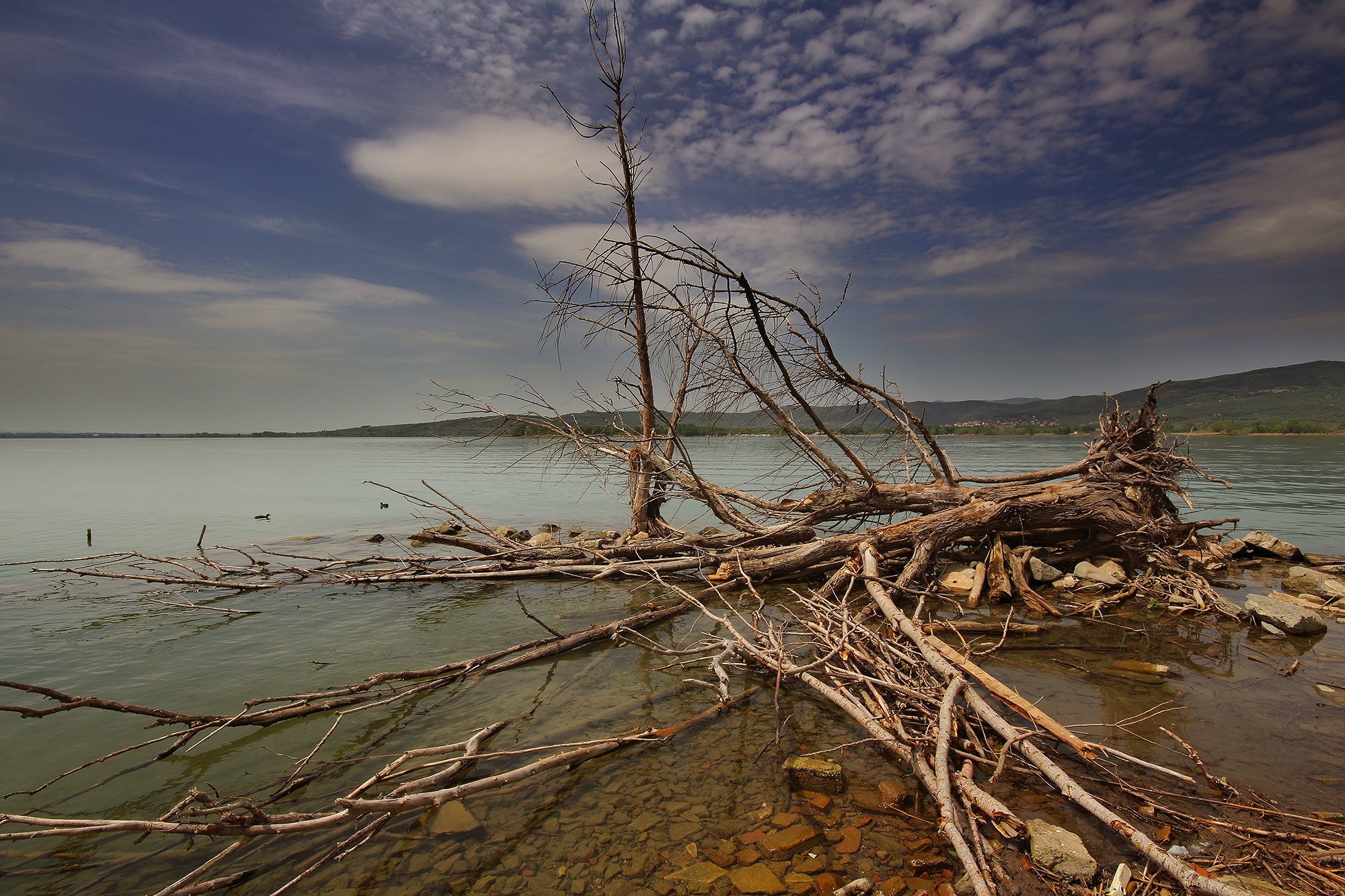Still Life on the lake