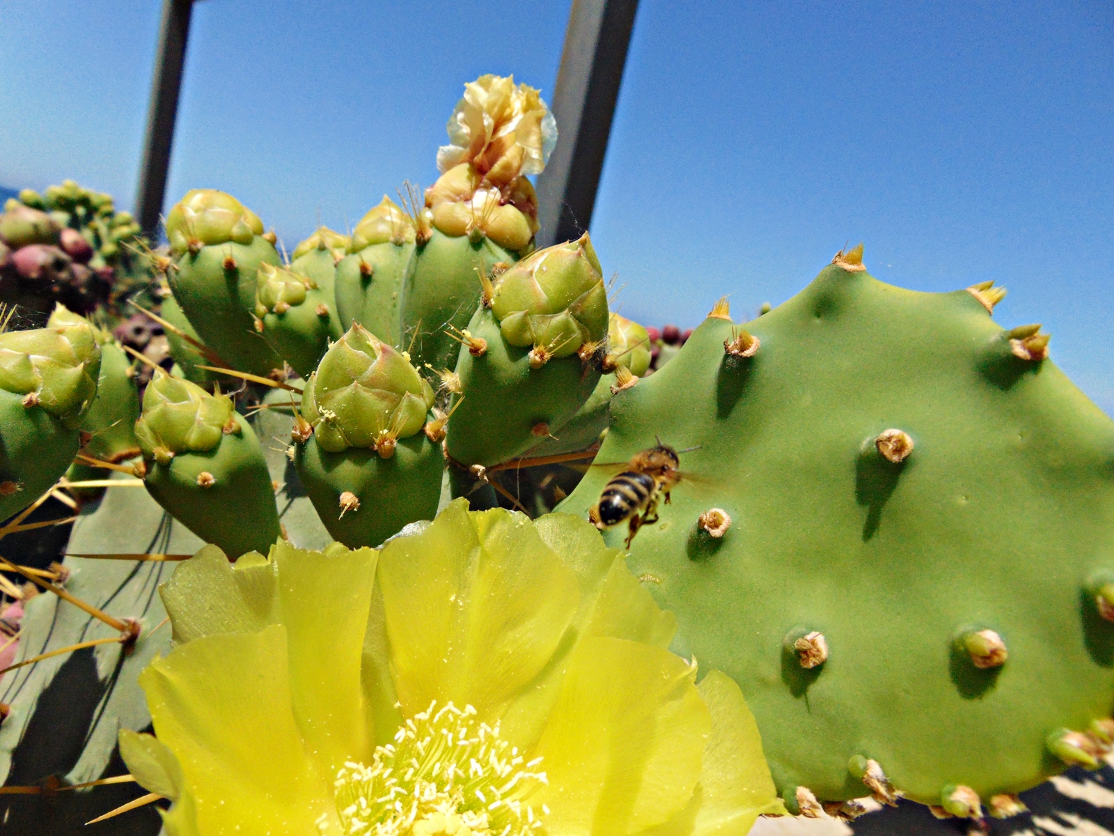 Flowers and insects, an eternal love