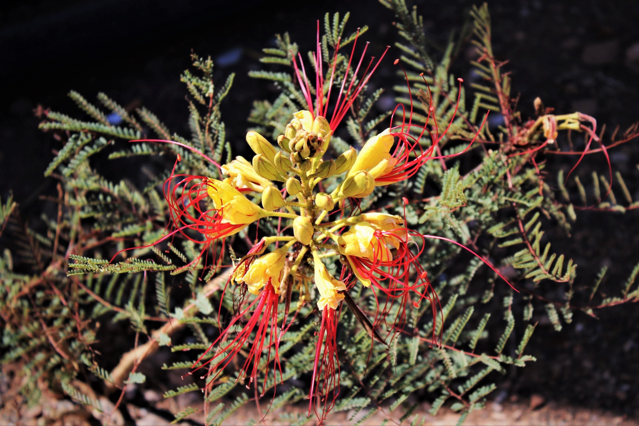 Flora spontanea