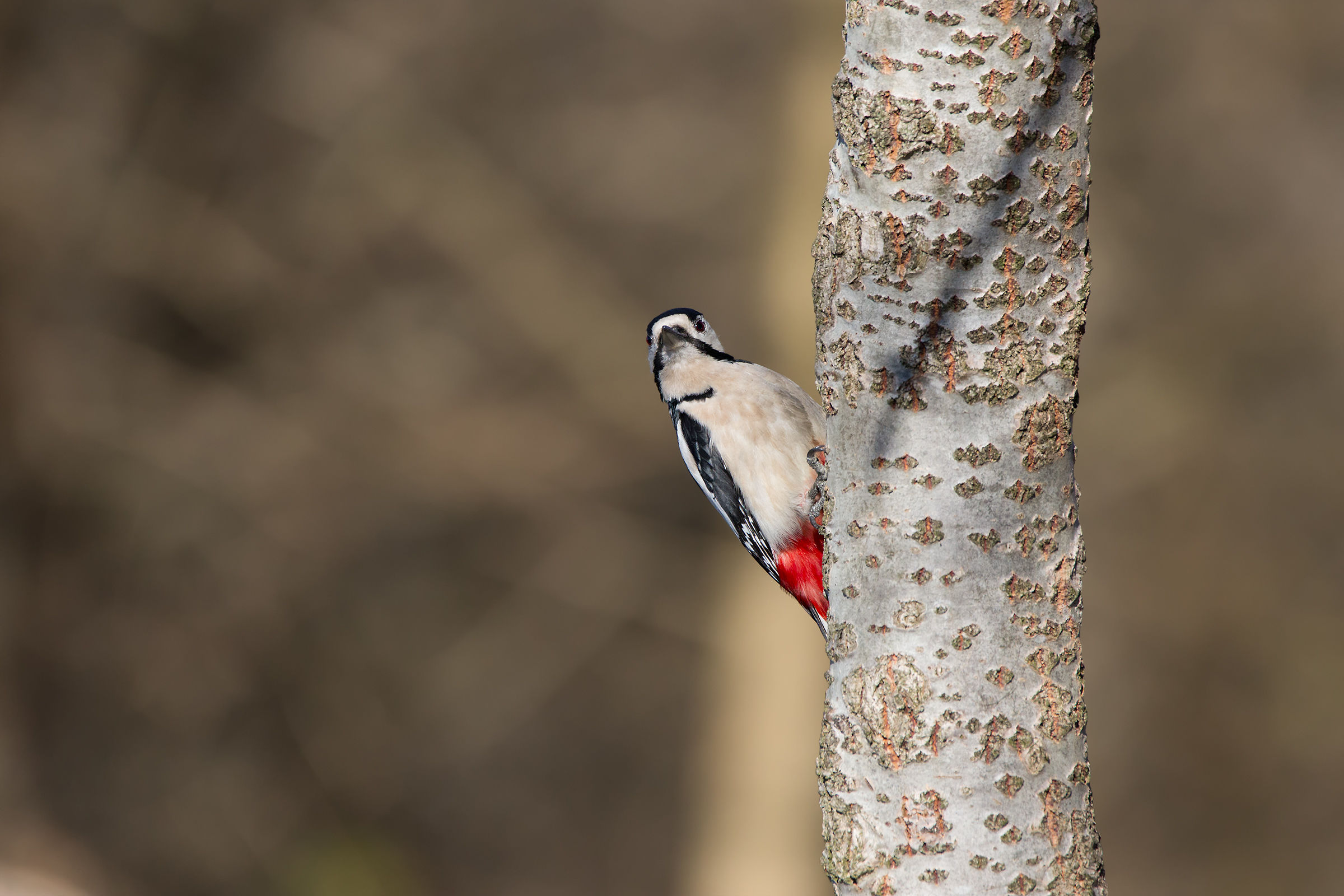 Senior Red Woodpecker