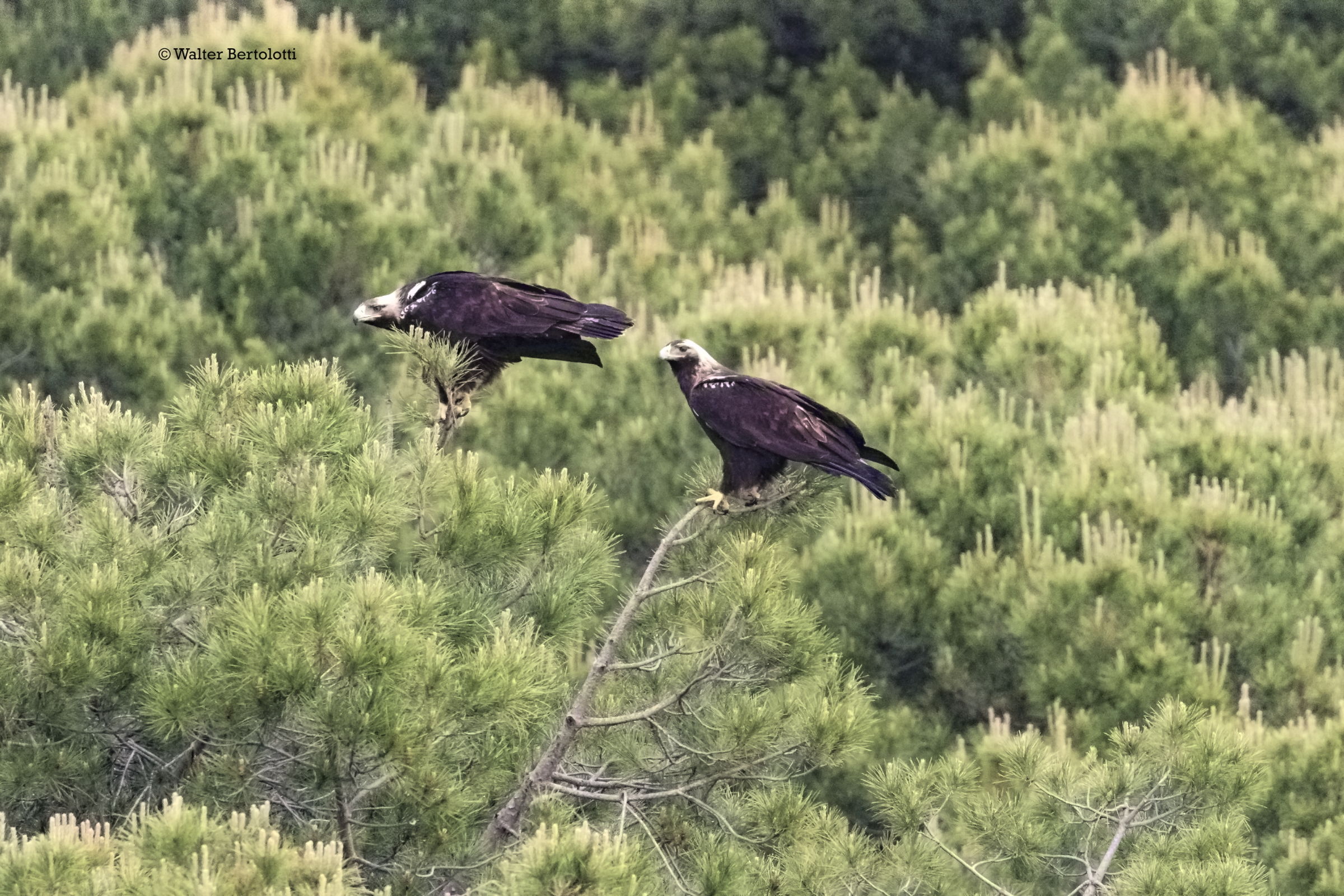 aquila imperiale iberica