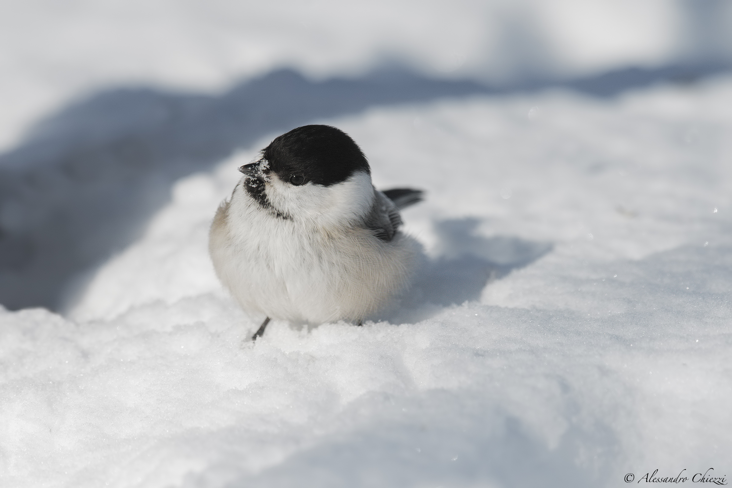 Cincia bigia alpestre