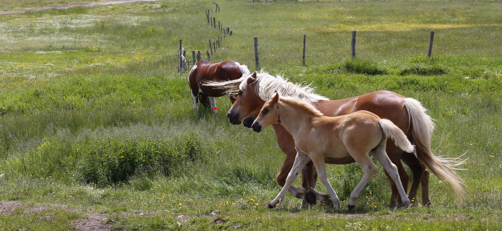 Cavalli al Piano Grande di Castelluccio