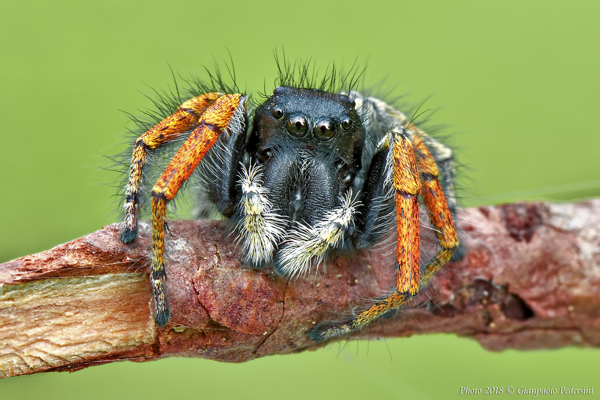 I'm going to reintroduce myself.... Philaeus Chrysops