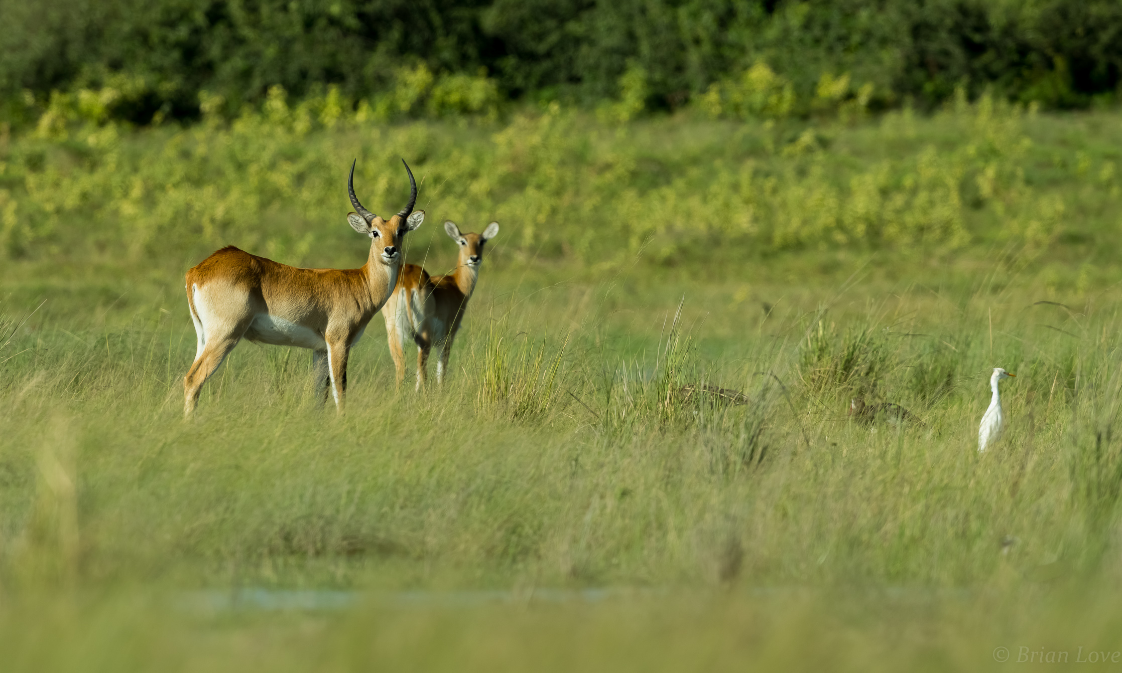 Red Lechwe