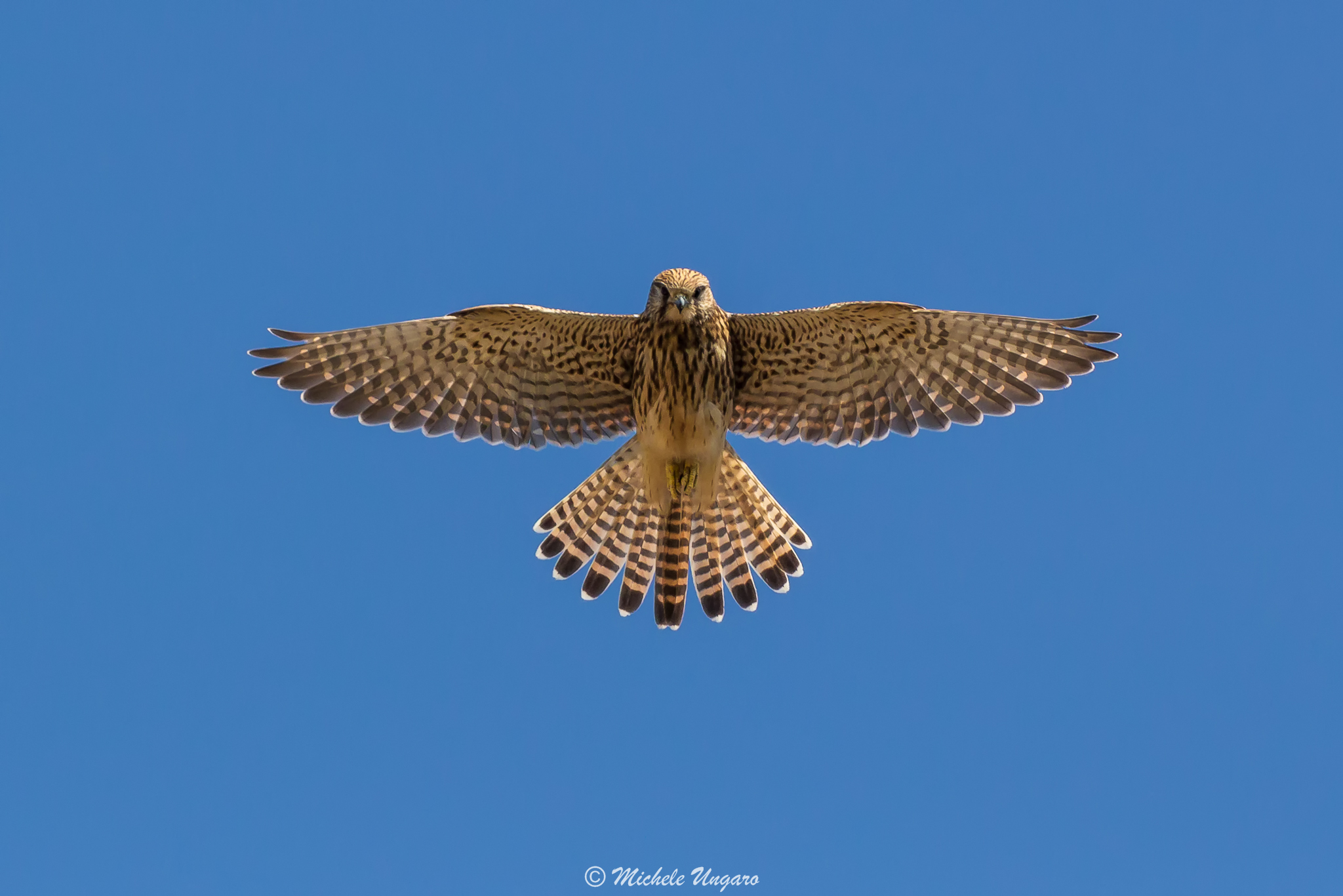 The Holy Spirit of the Kestrel