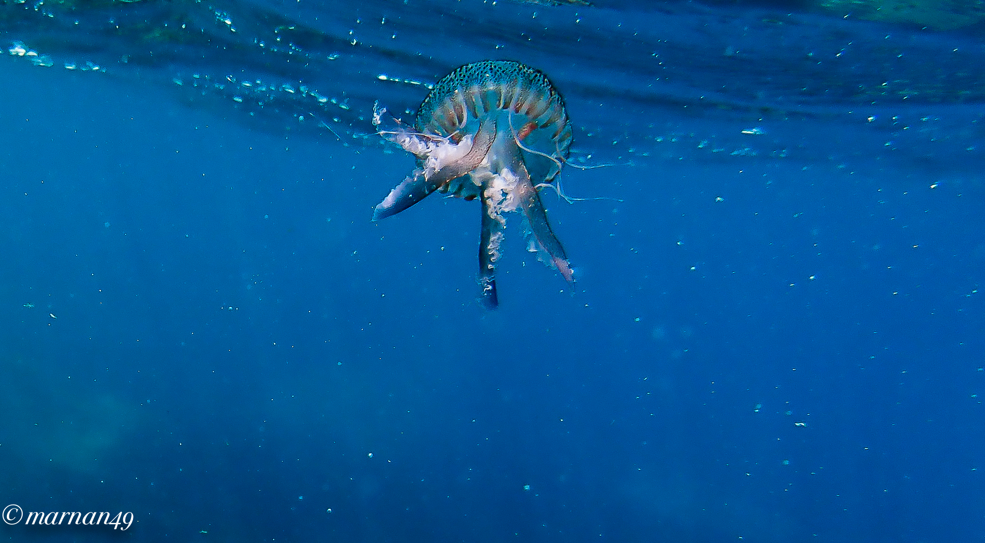 Medusa Pelagia Noctiluca