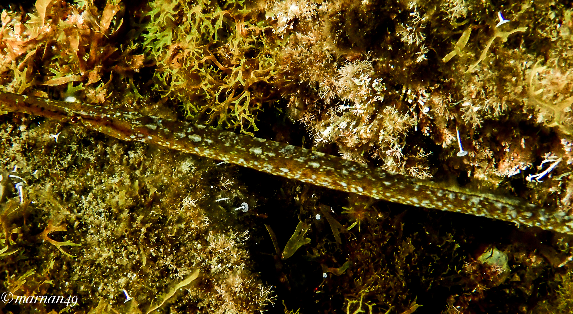 Pipefish ACUs Fish Needle