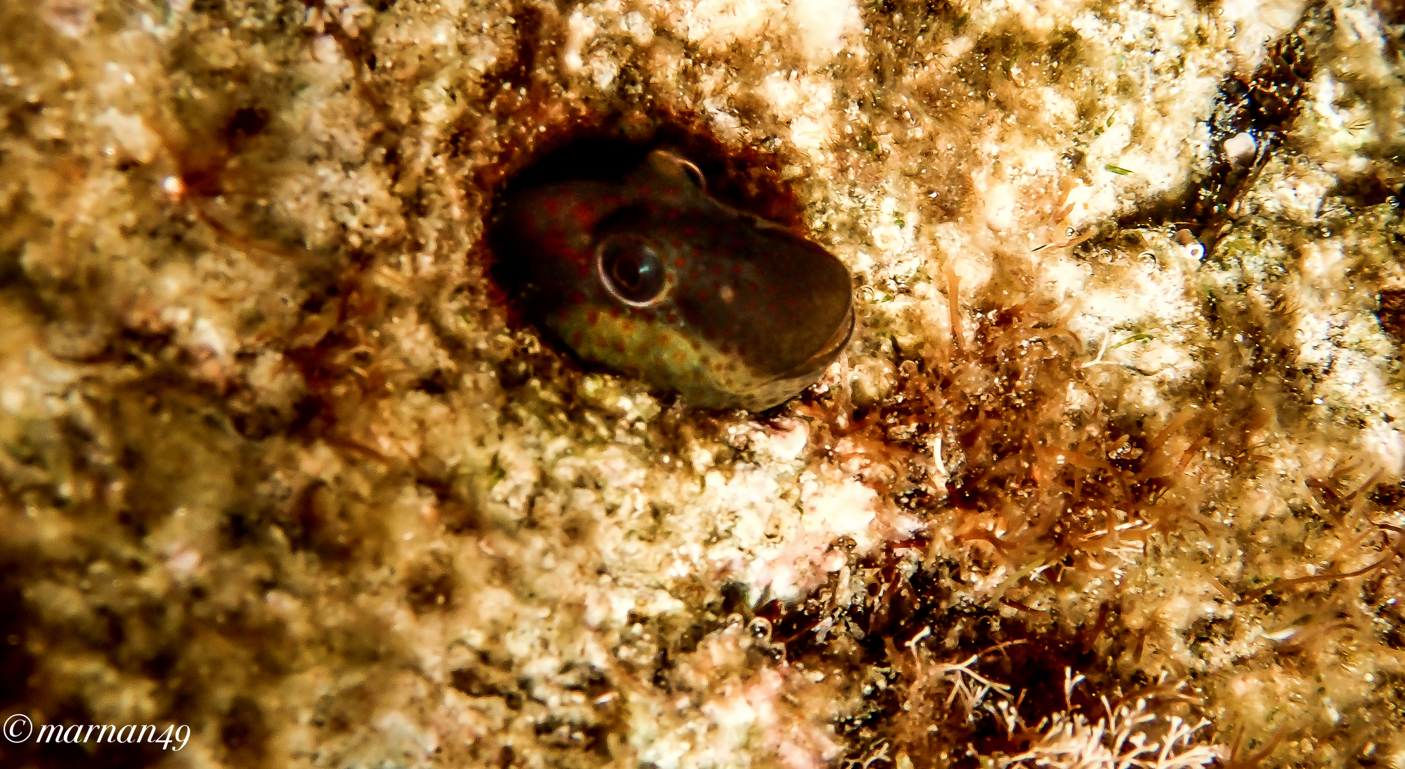 Blennius drooling laughing...
