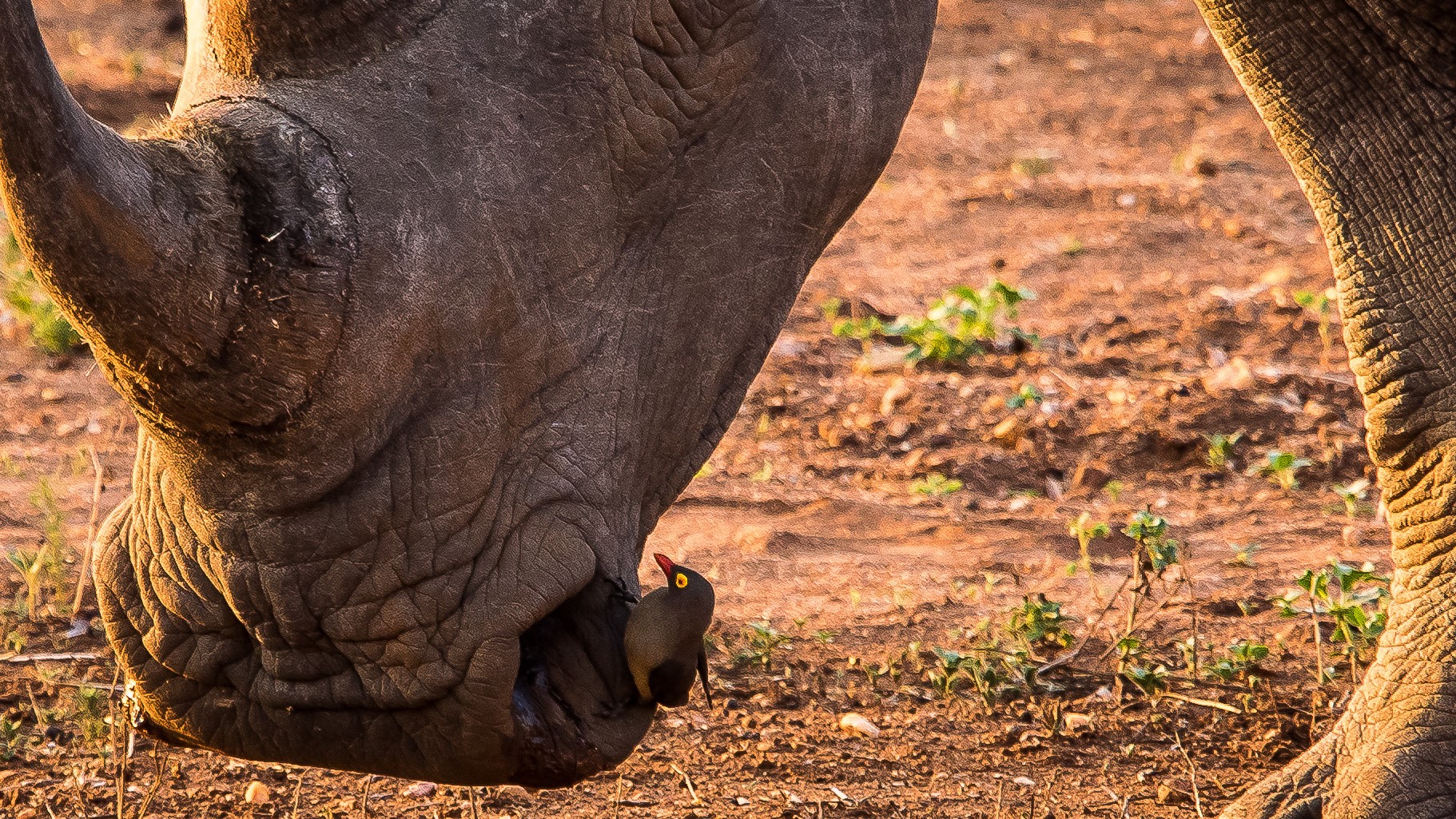 Friends for the Skin