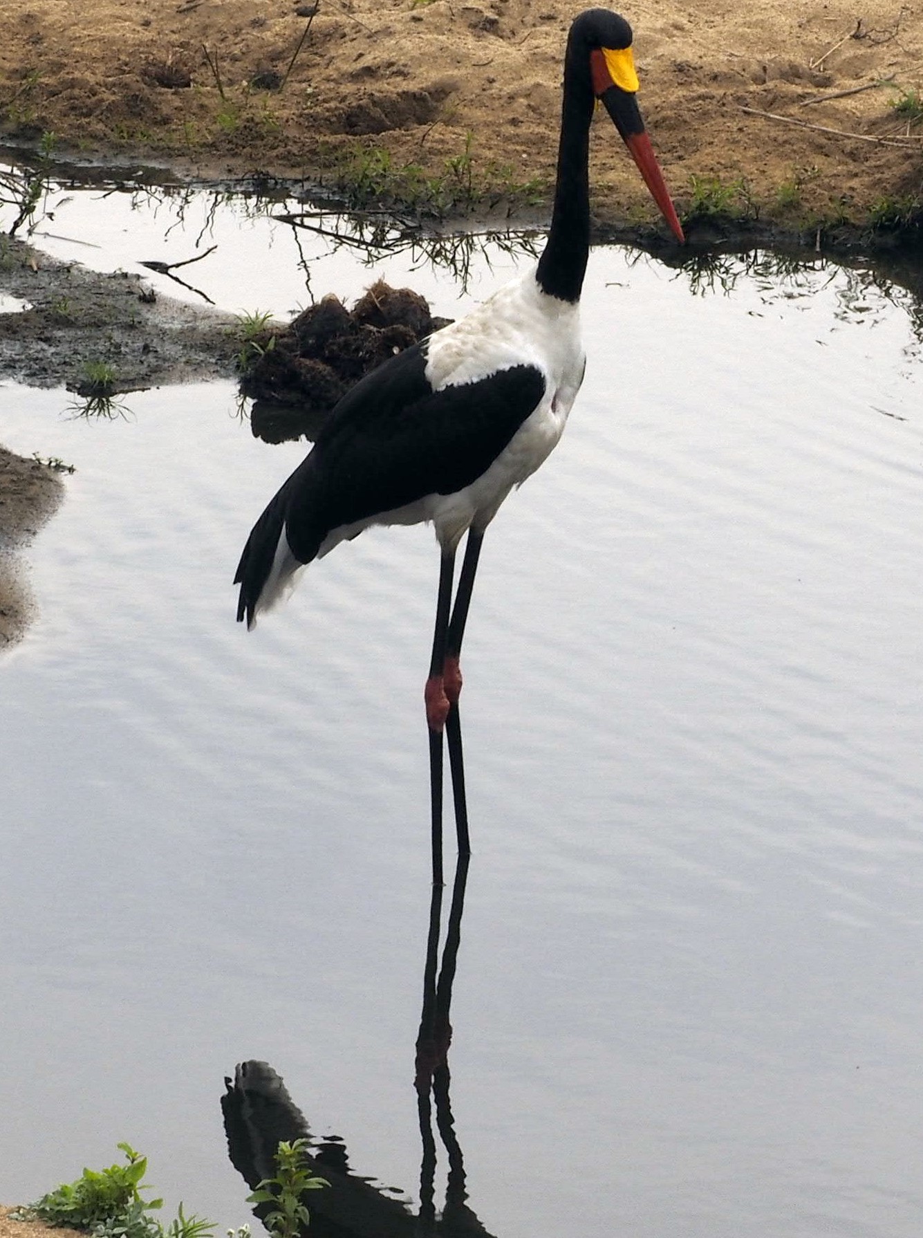 Long-legged Trampoline