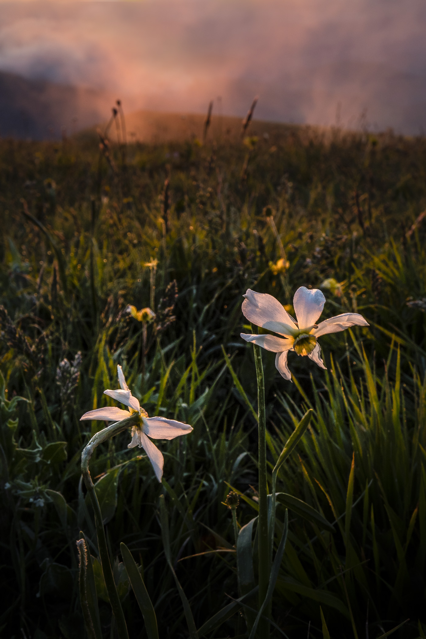 Narcisi dei poeti al tramonto