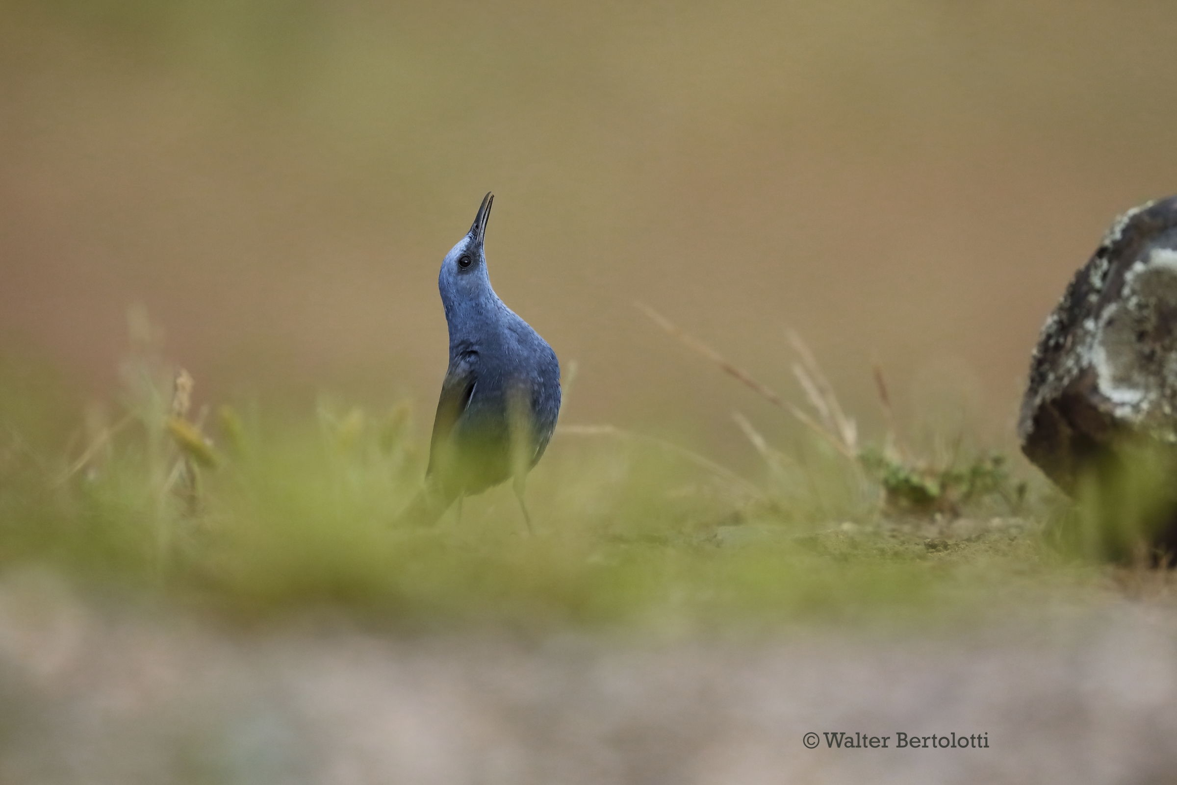 The song of the Solitary Sparrow