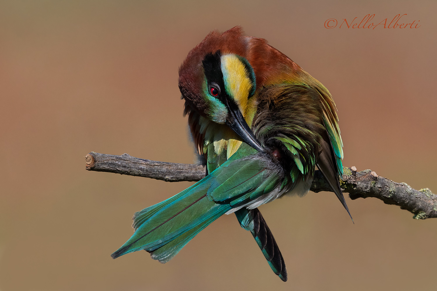 Gruccione  pulizie del piumaggio