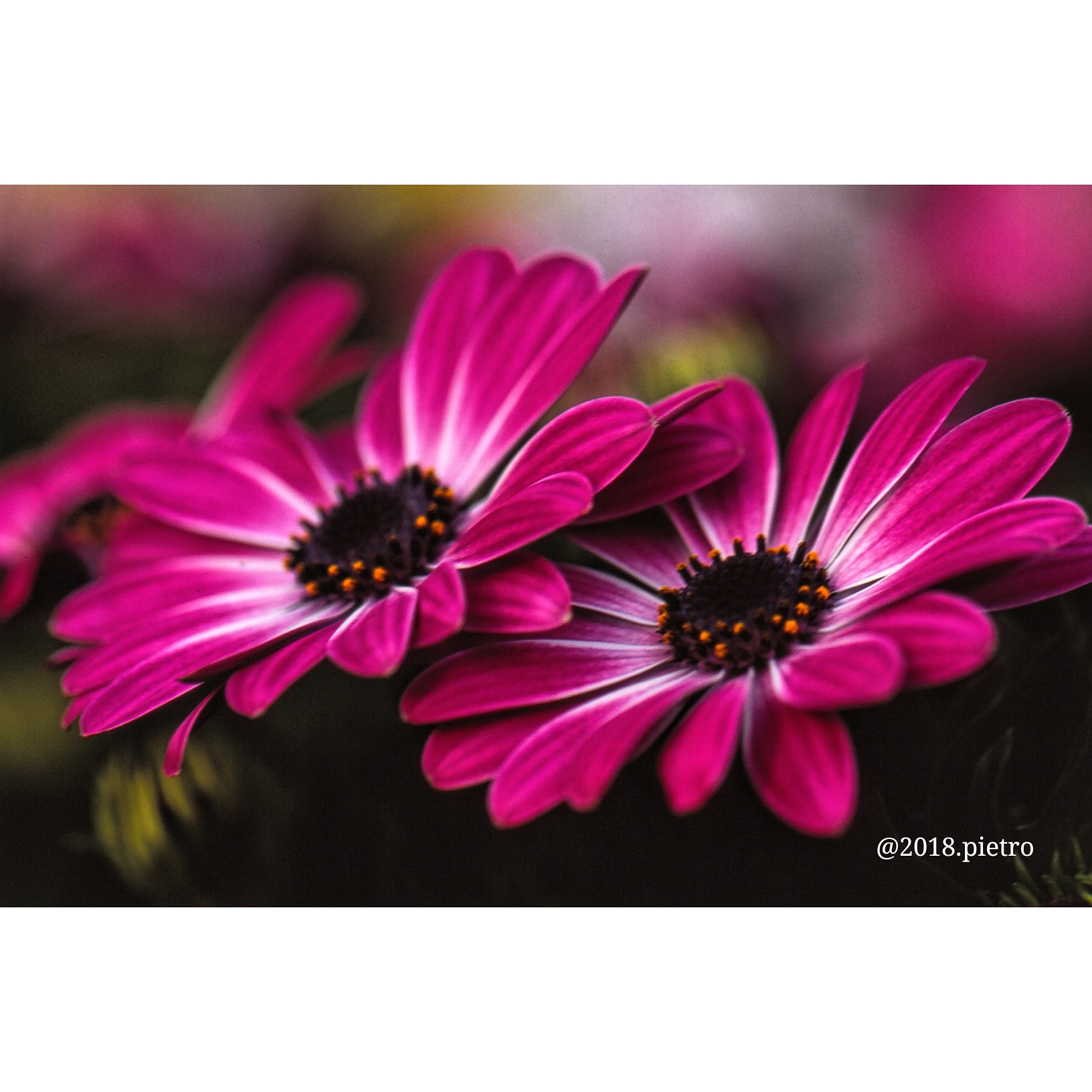 CANON DIFOHORMOTECA. 180. F. 35. MACRO. PADENGHE on GARDA I