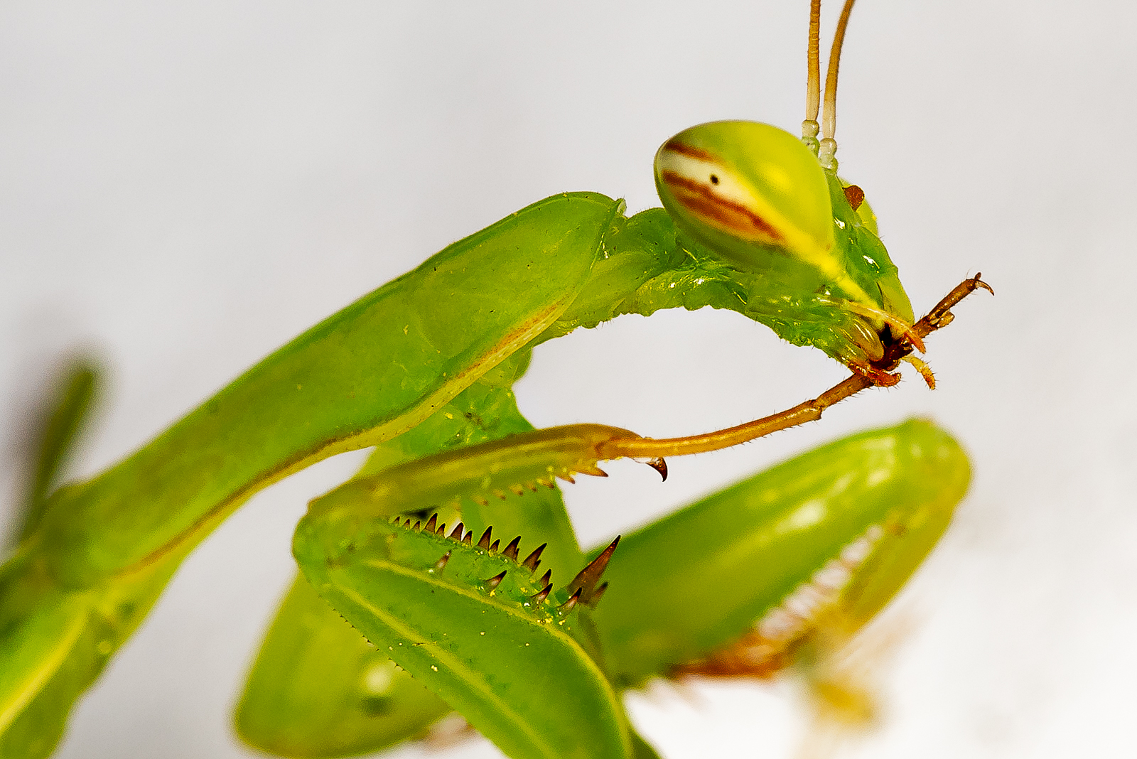 A Little Mantis