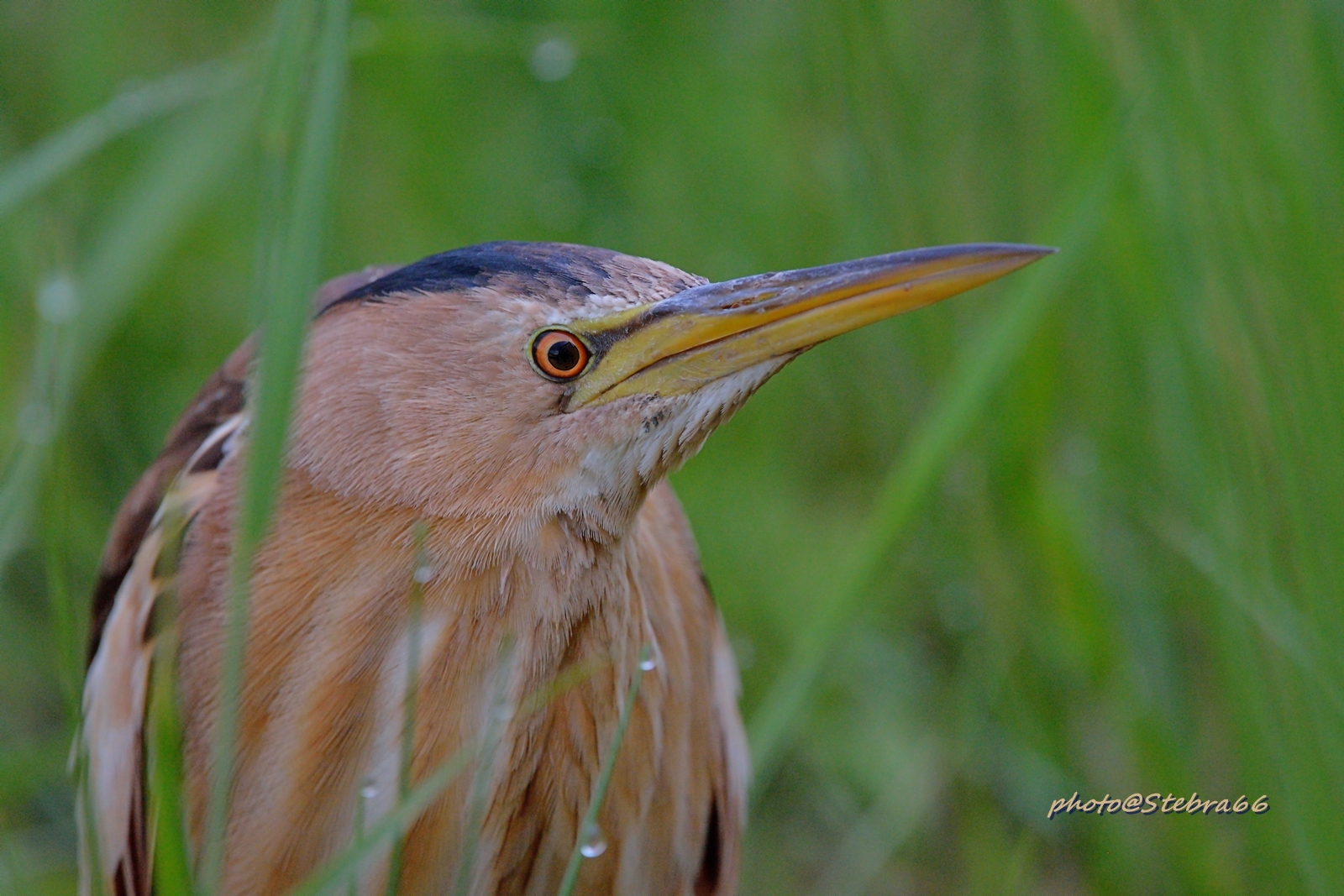 Ixobrychus minutus (Tarabusino)