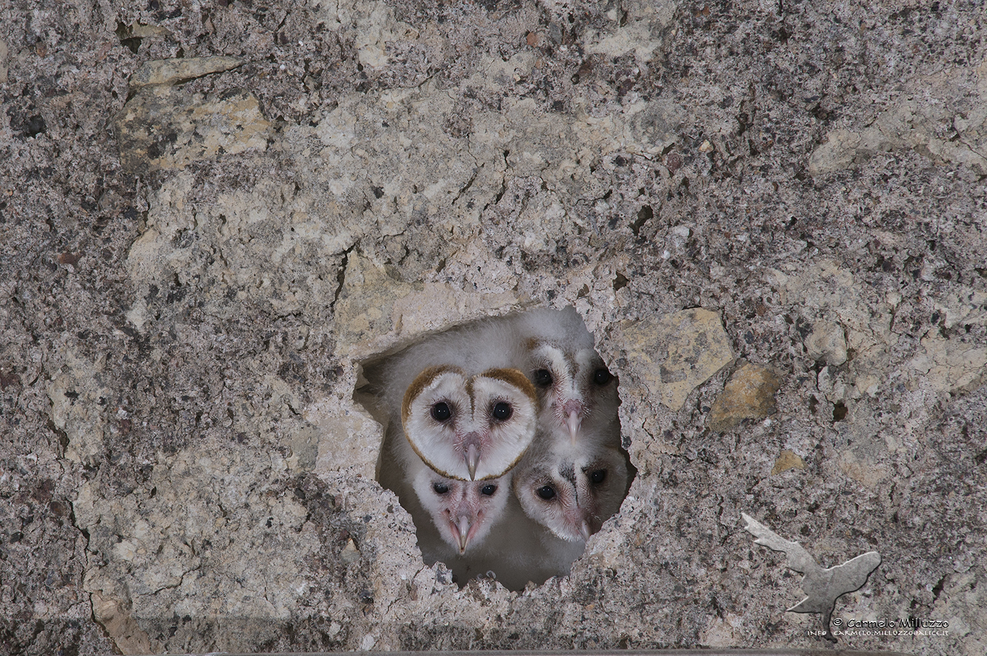 I miei giovani Barbagianni _Tyto alba _