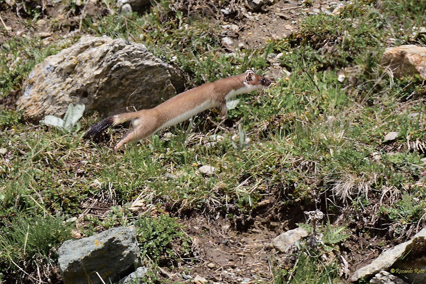 L'ermellino al volo.