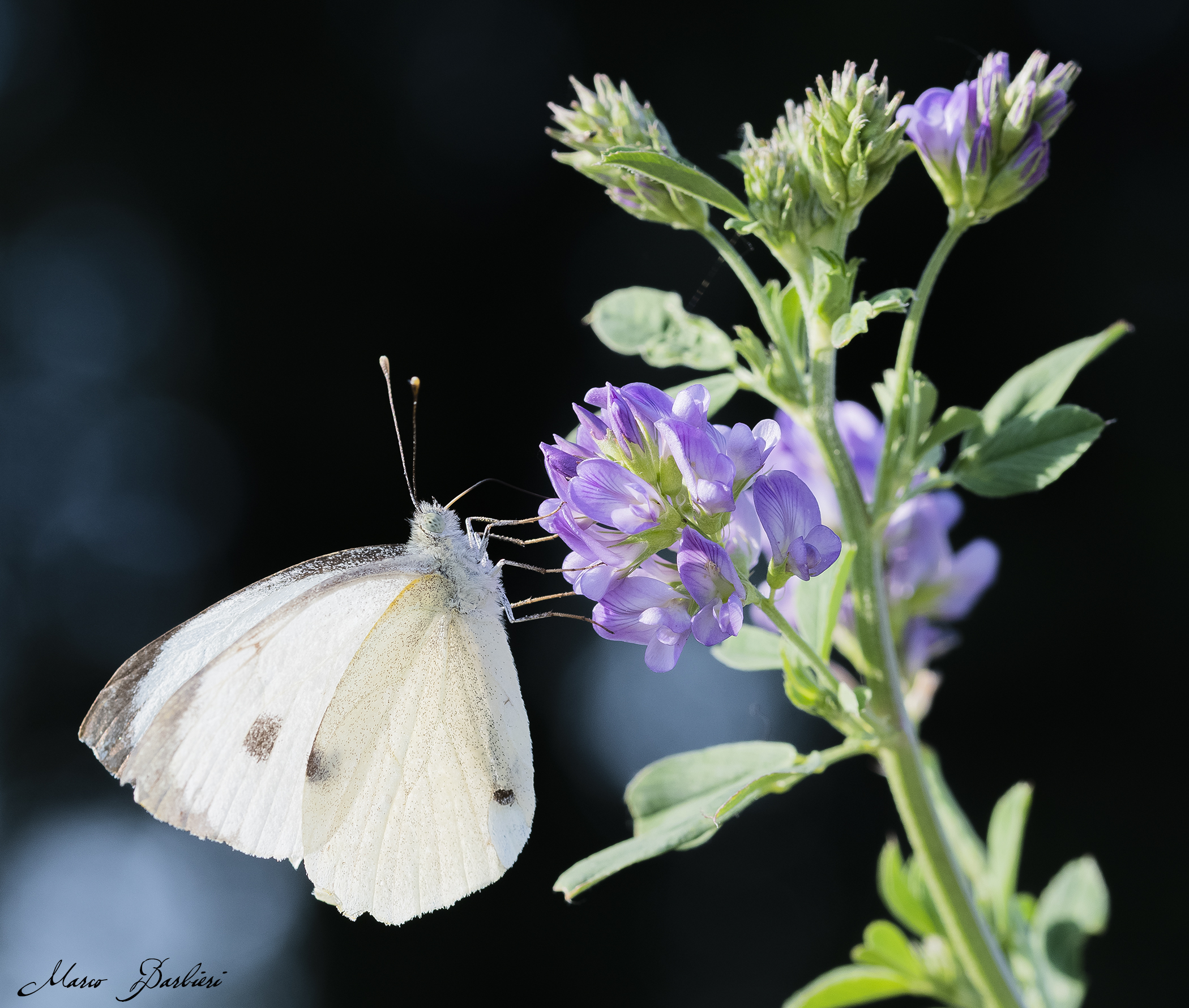 Pieris brassicae