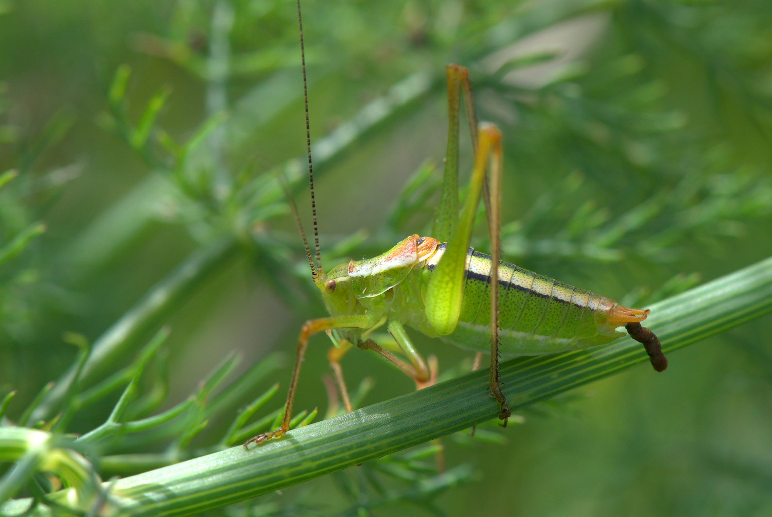 Grasshopper