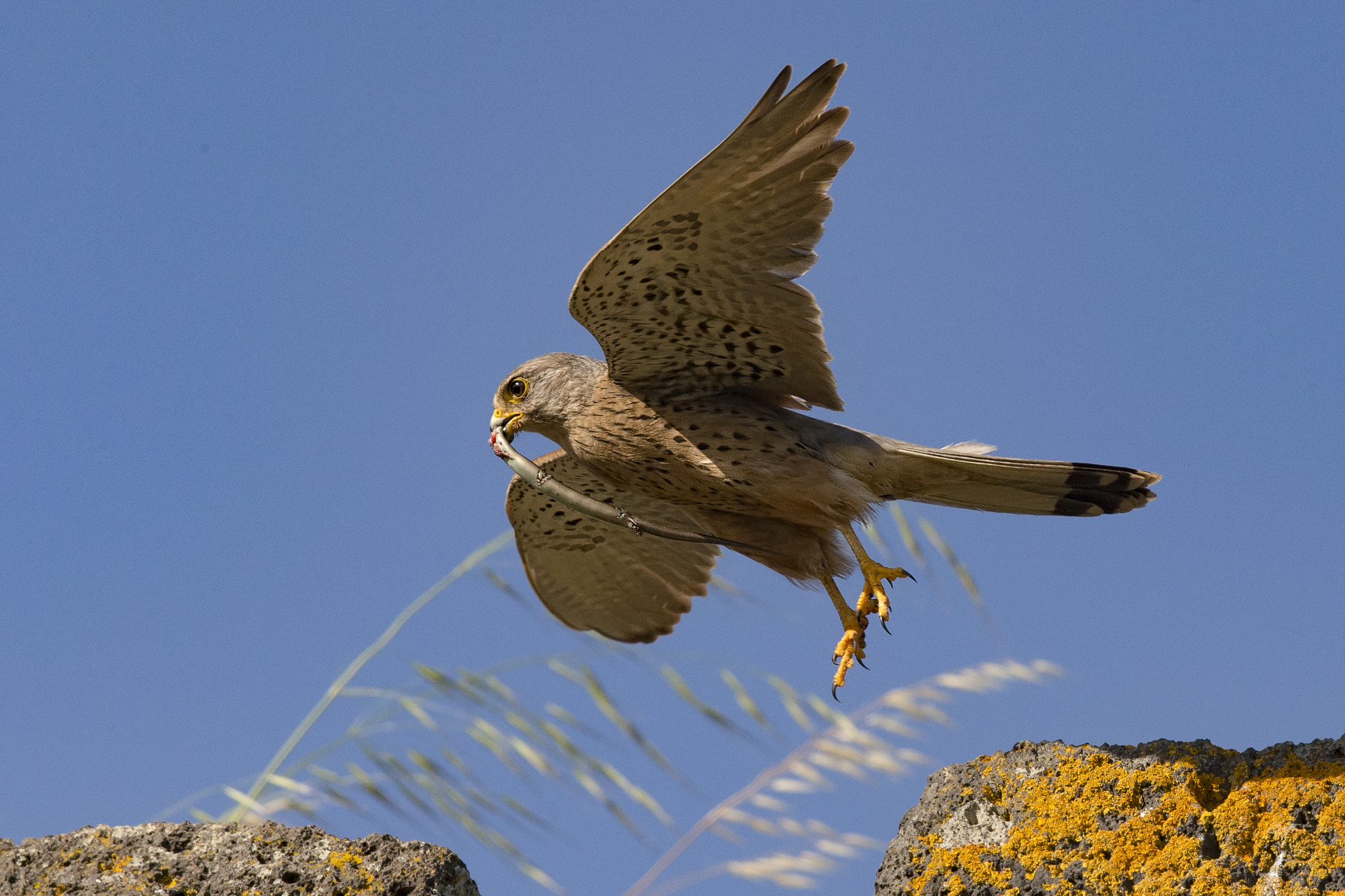 gheppio con luscengola