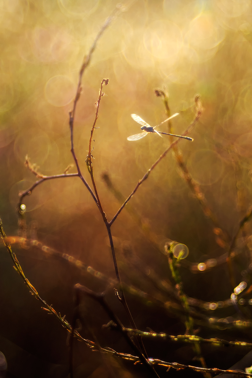 As in the best fairy tales