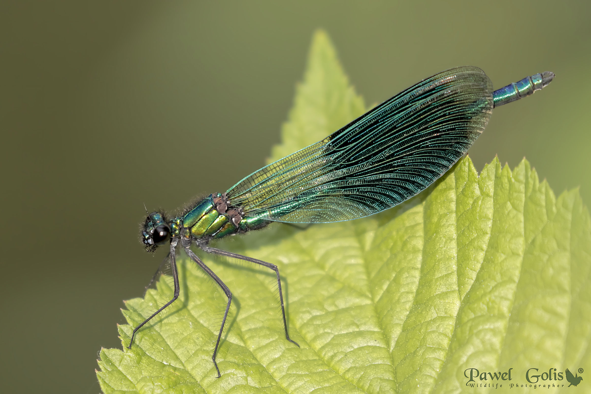 Calopteryx virgo