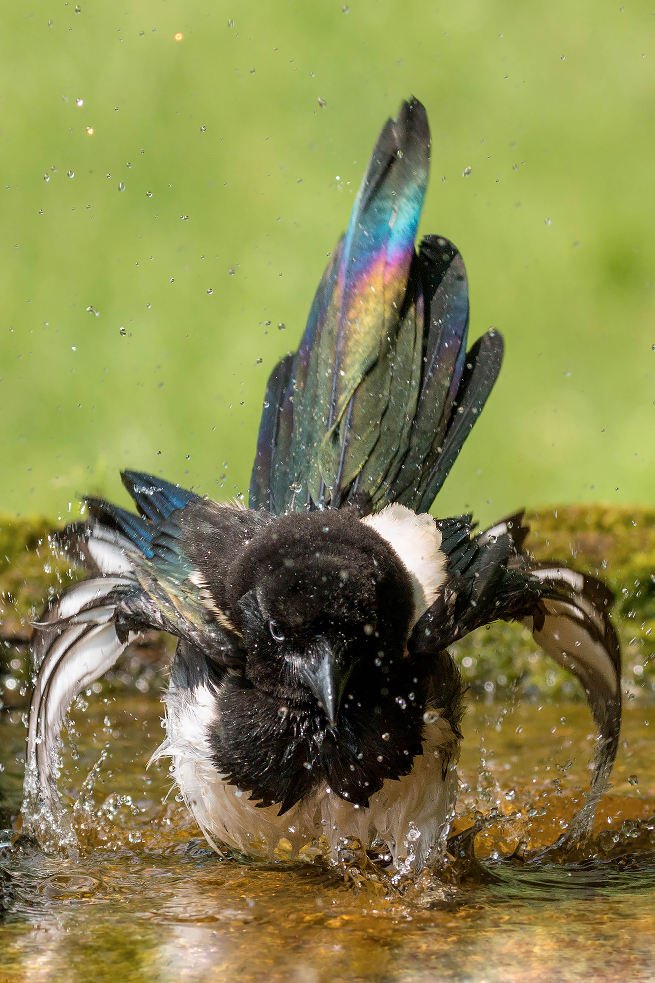 Thieving magpie in the bathroom