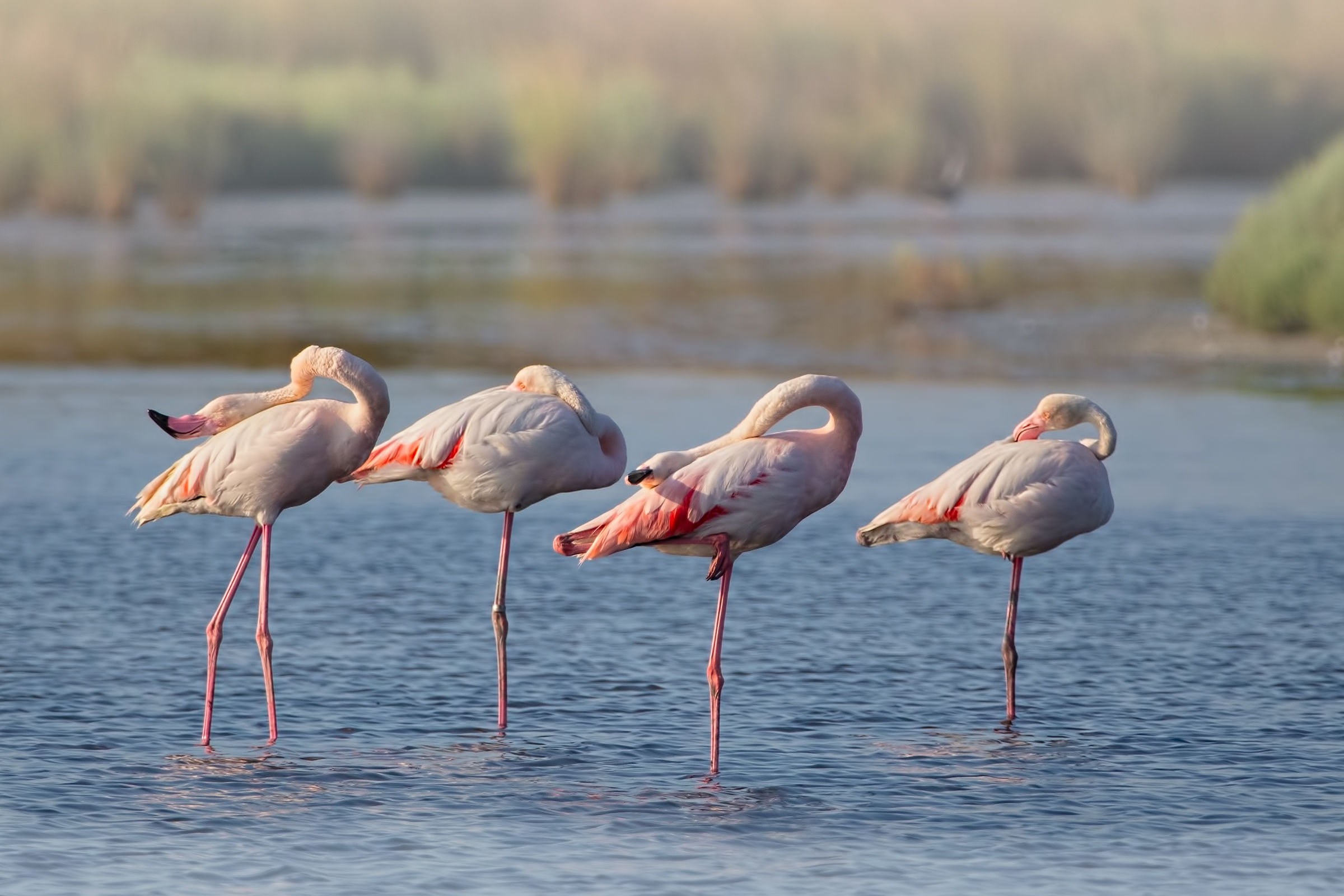 Saline di Comacchio: fenicotteri in riposo.