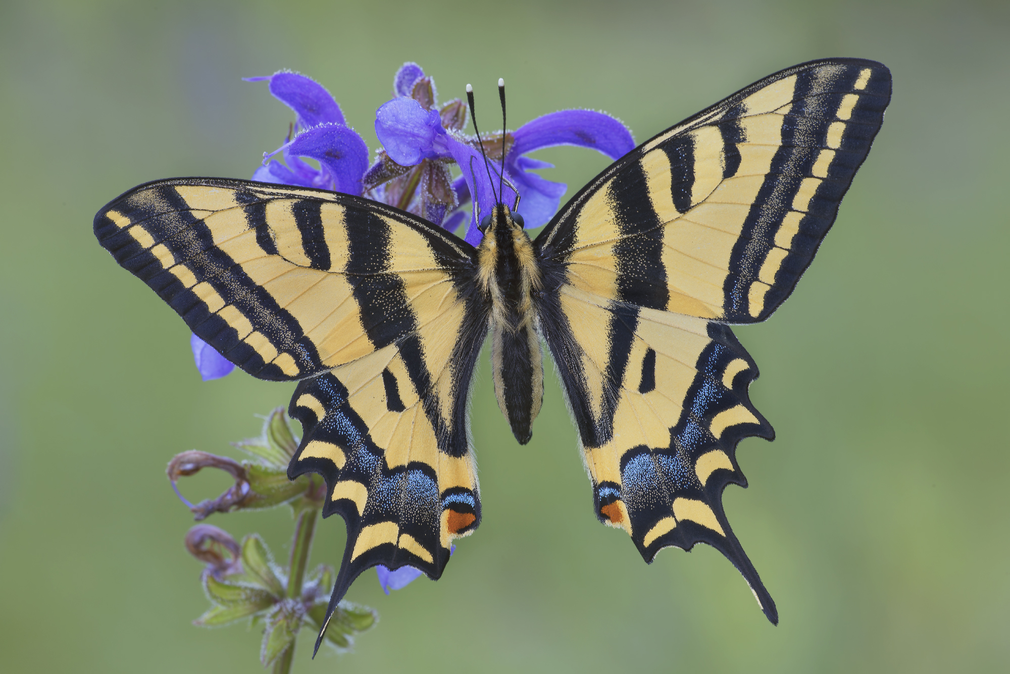 Papilio elexanor