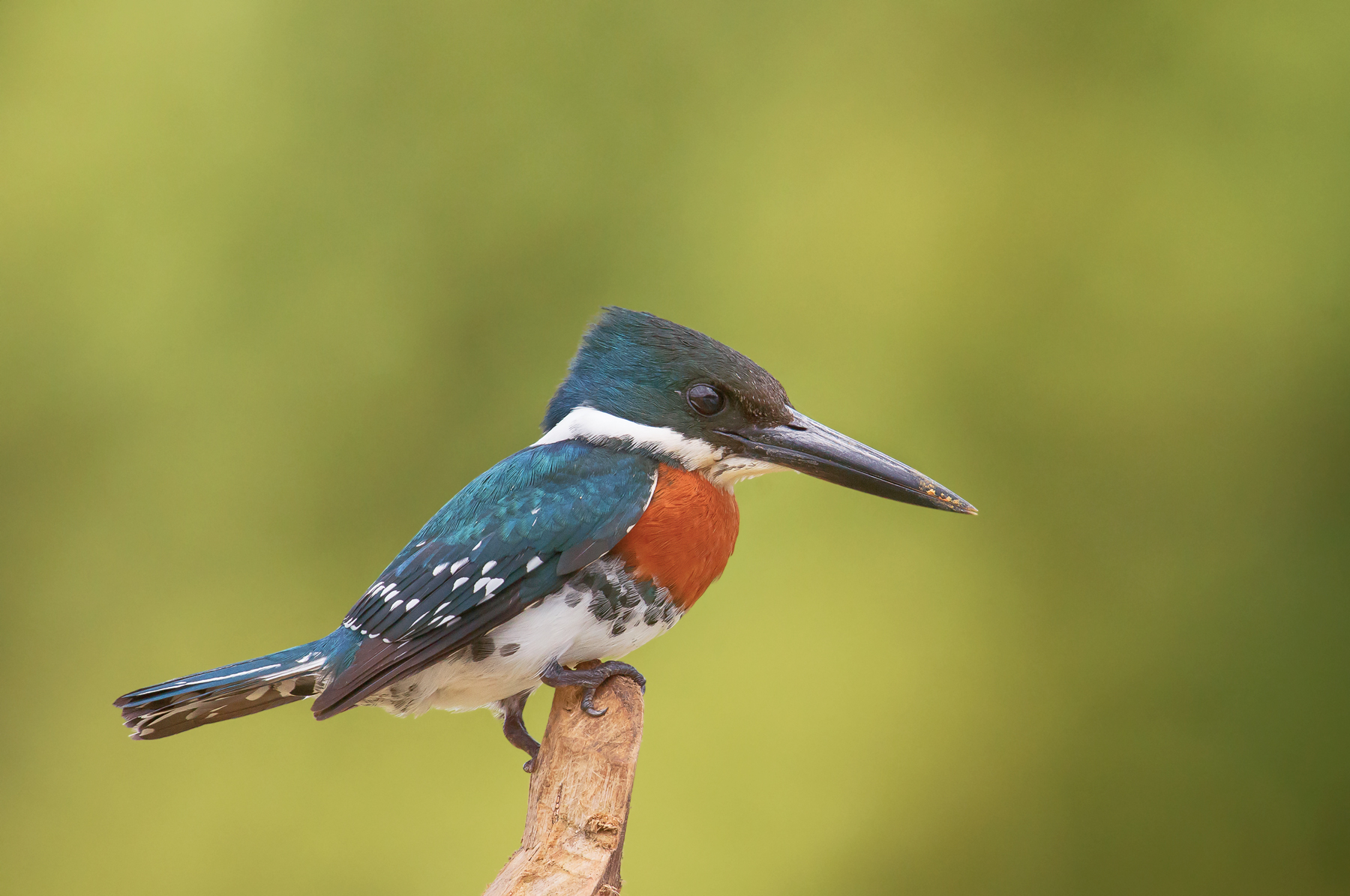 American Chloroceryle